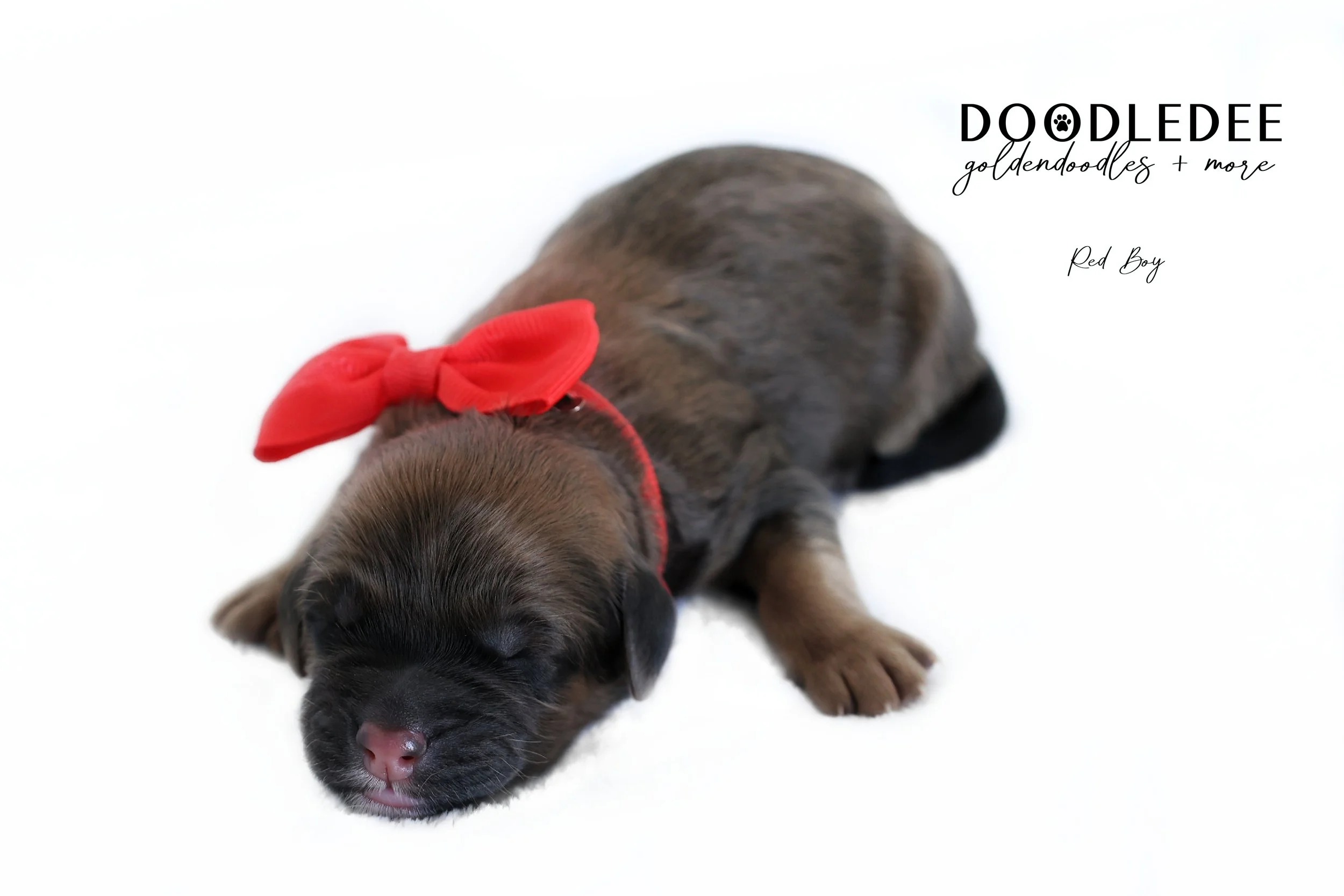 Mini English Goldendoodles