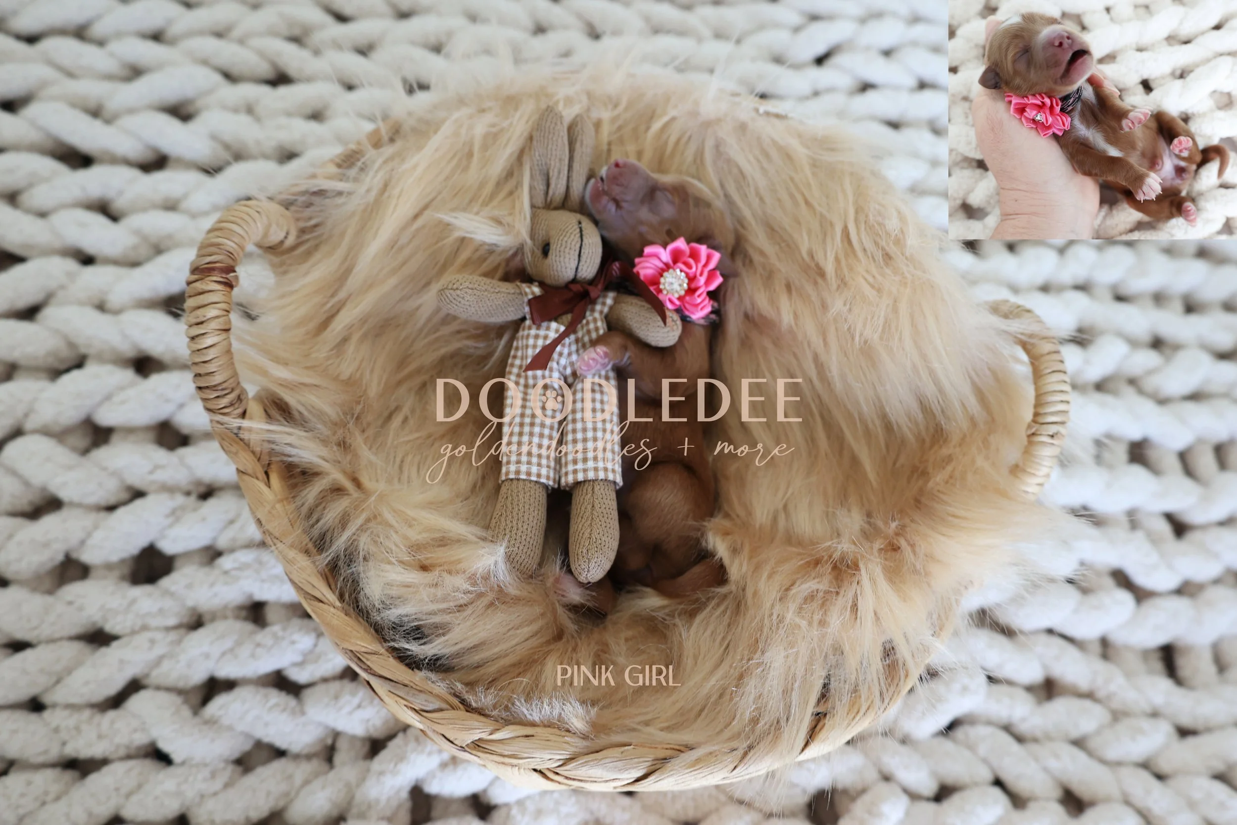 MIni English Goldendoodles