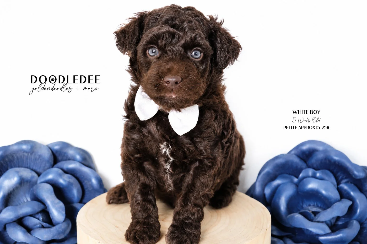 Petite English Goldendoodle Male AVAILABLE $3,500