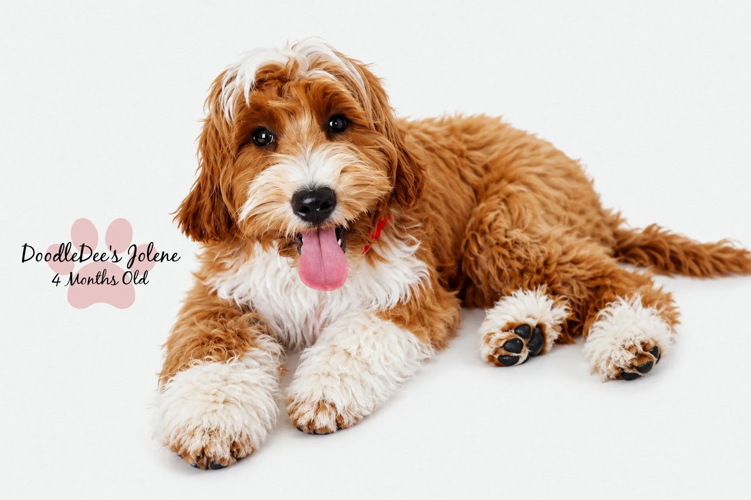 Petite English Goldendoodle 4 Months 15 Lbs