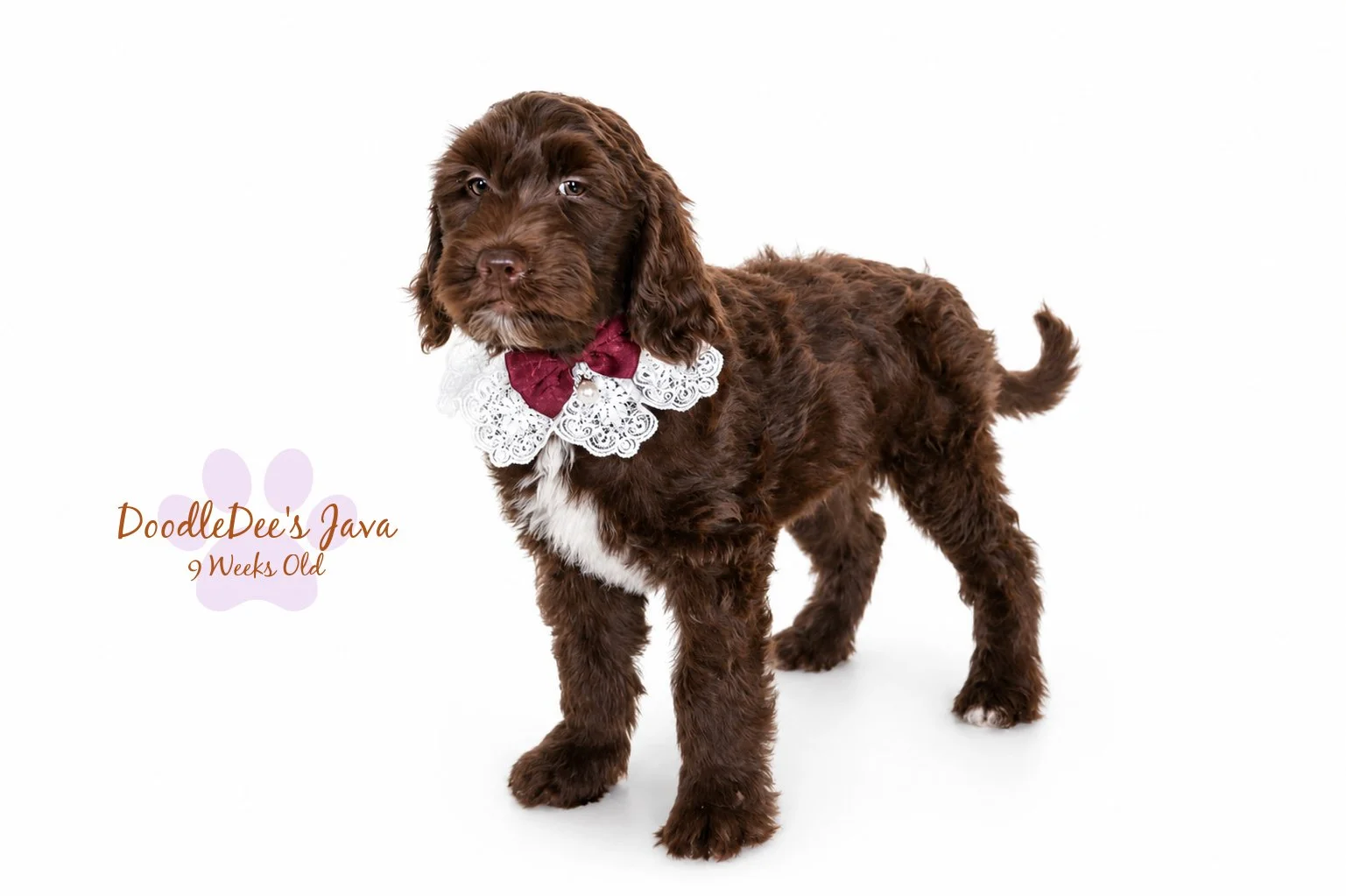Medium English Goldendoodle Female- JAVA- GUARDIAN OPPORTUNITY