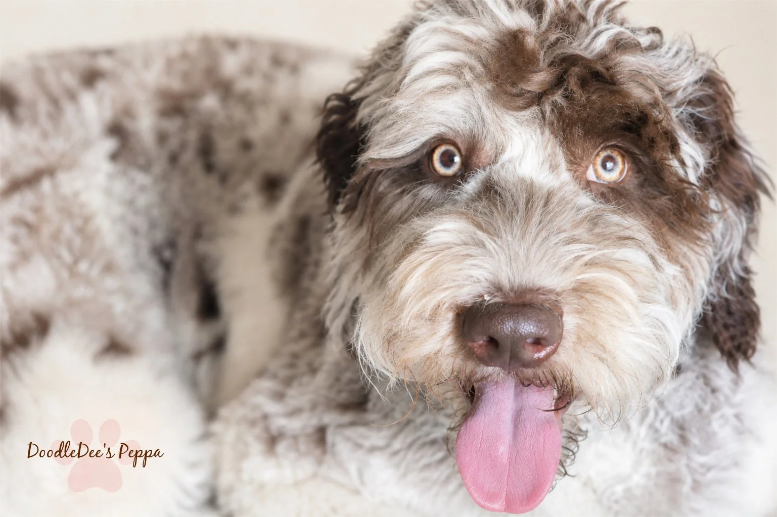 Chocolate Merle English Goldendoodle