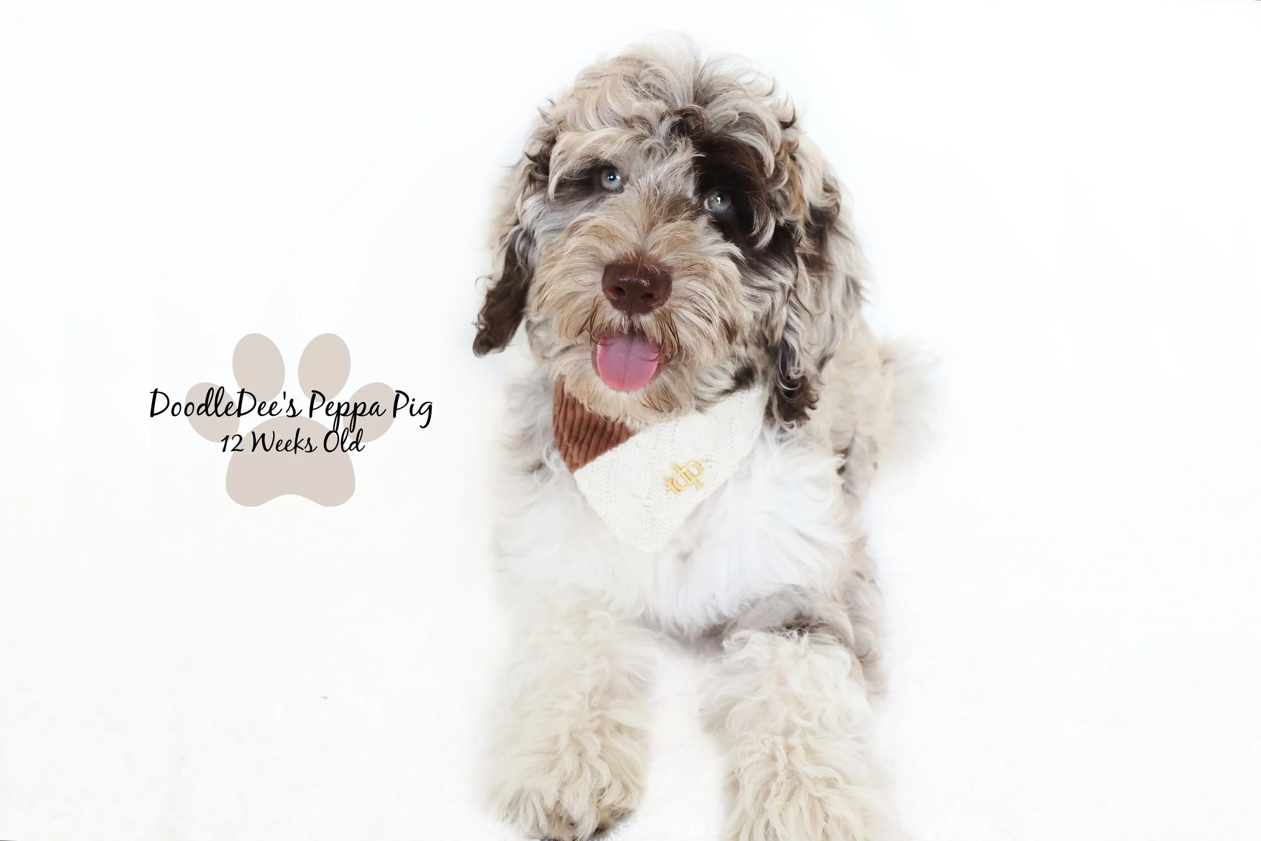 Chocolate Merle English Goldendoodle