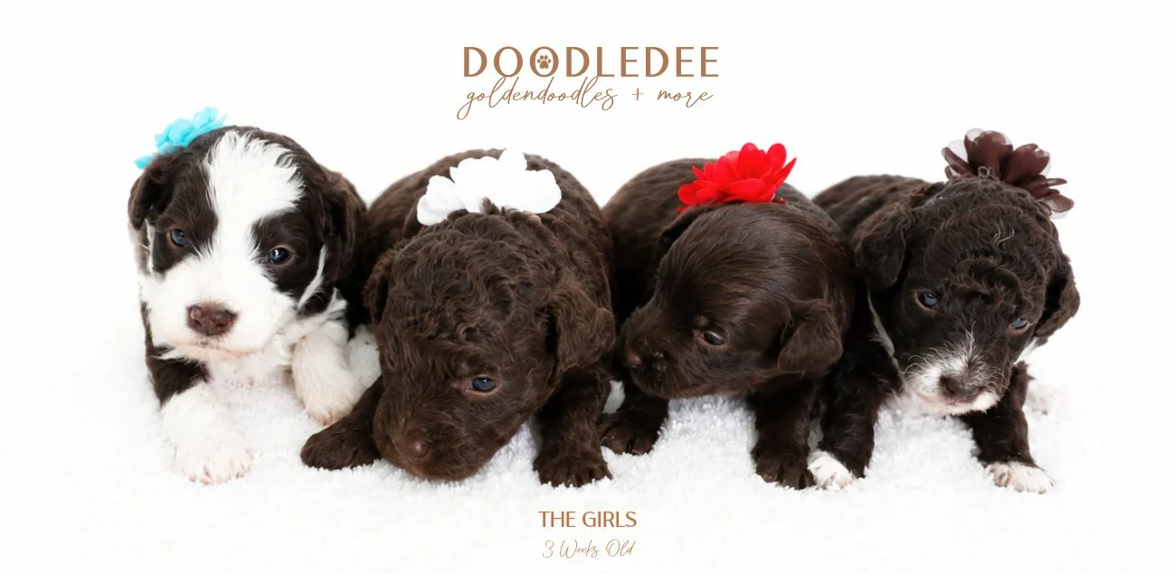 MIni English Goldendoodles