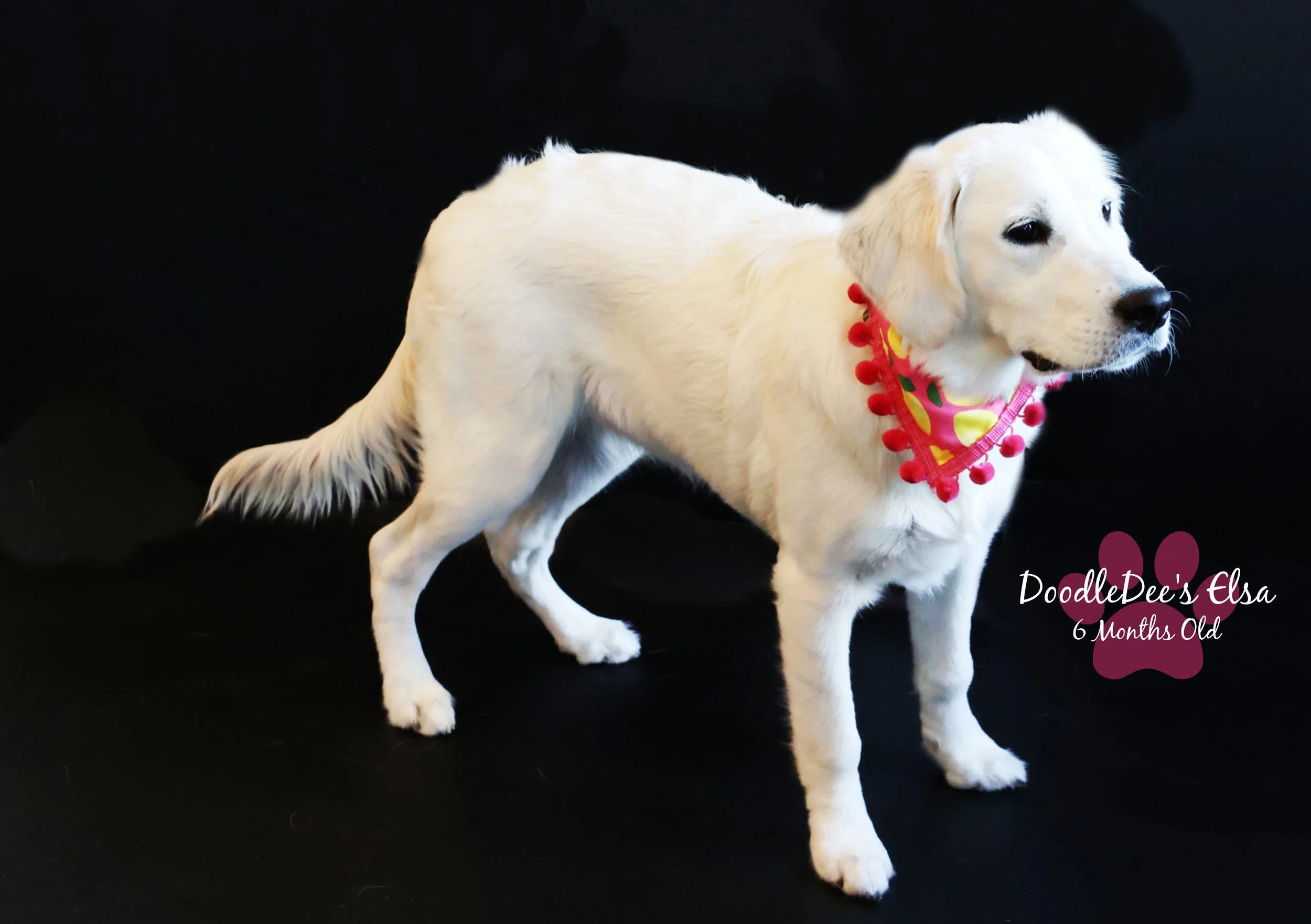 English Golden Retreiver-6 Months Old