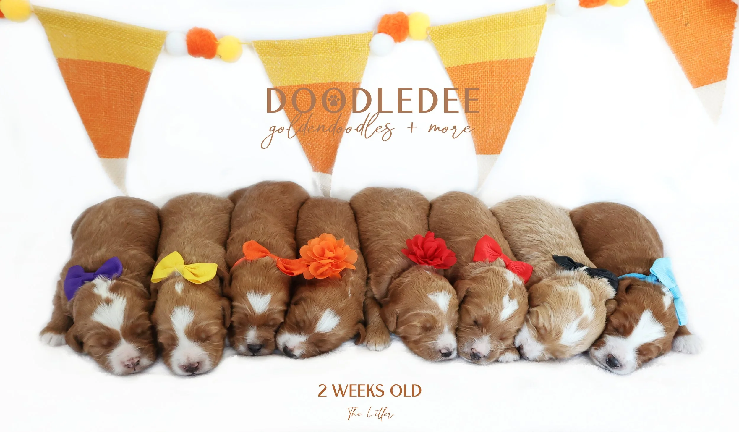 Mini English Goldendoodle Puppies