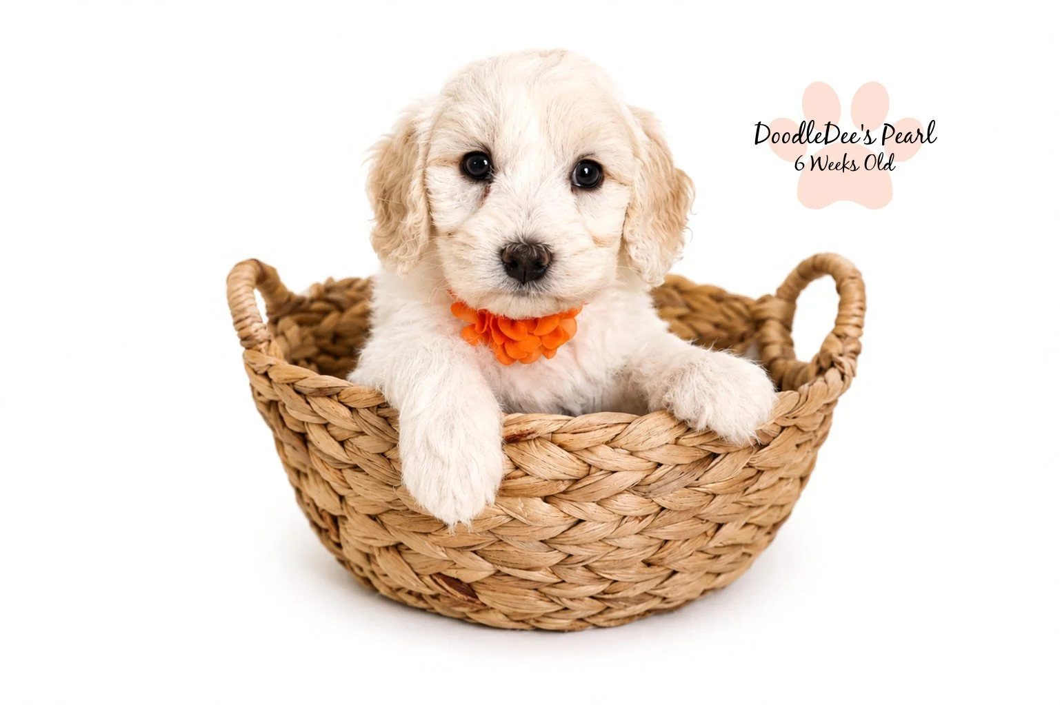 Mini English Cream Goldendoodle