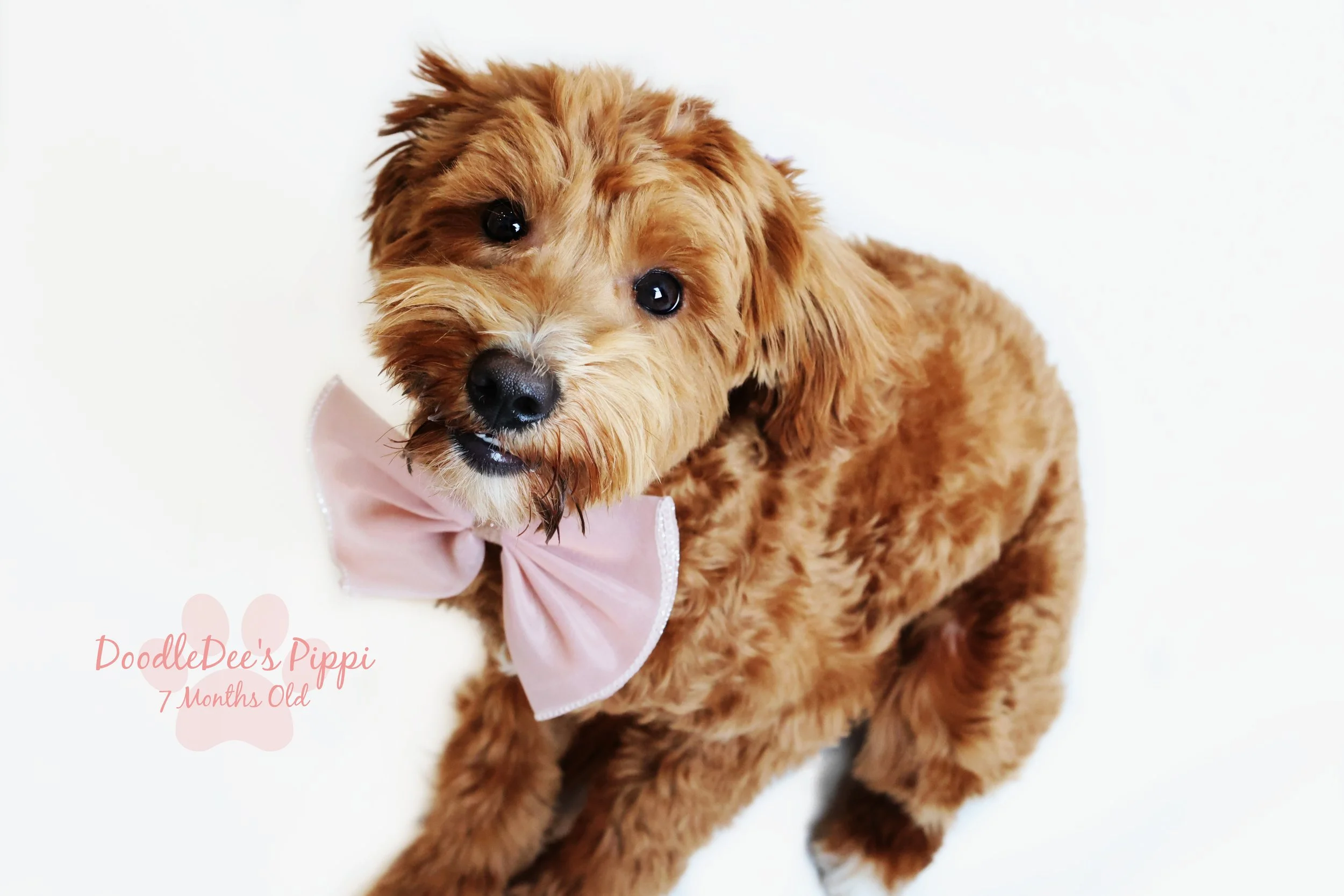 Petite Red English Goldendoodle 14#