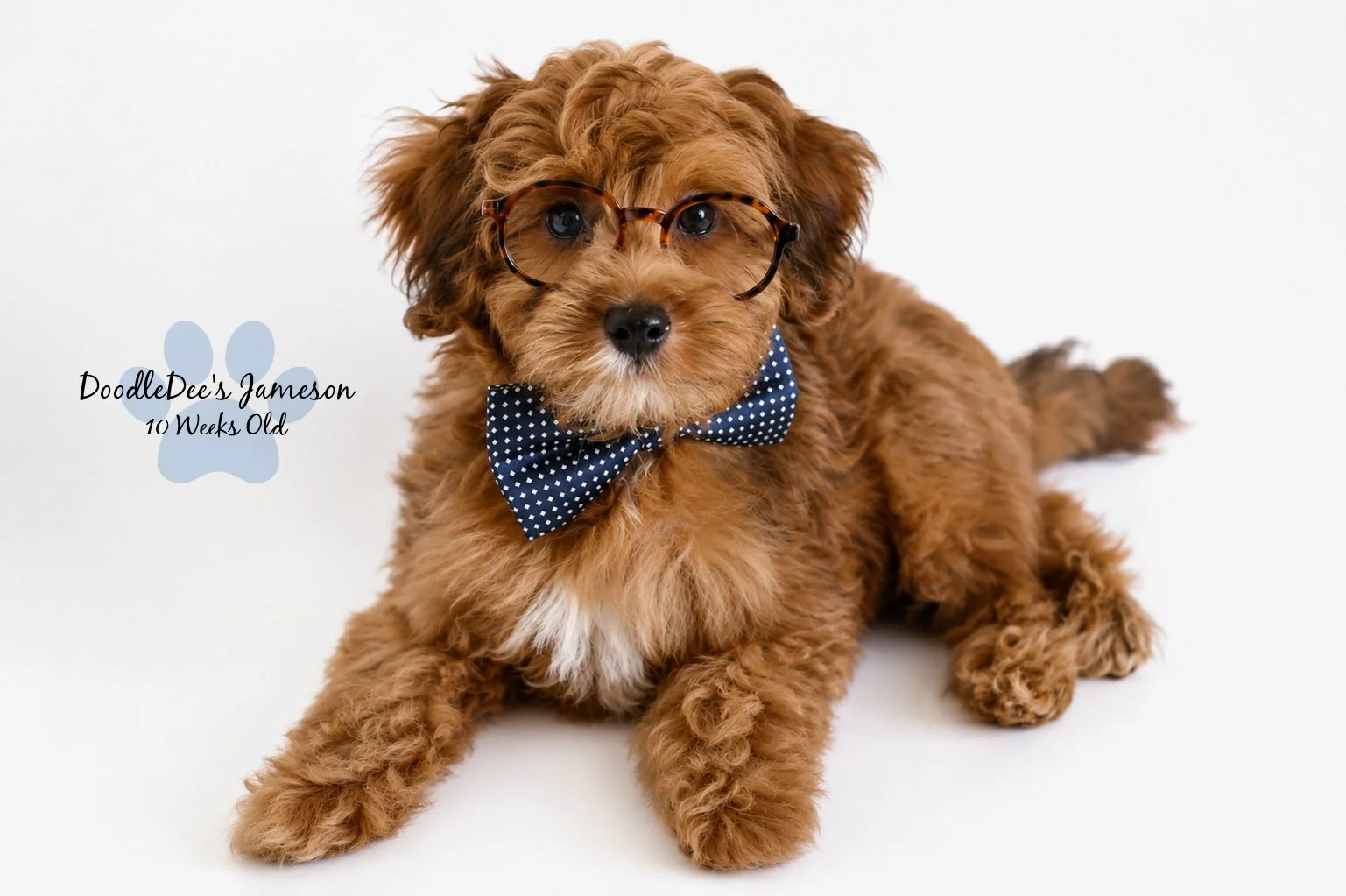 Micro Mini Sable English Goldendoodle
