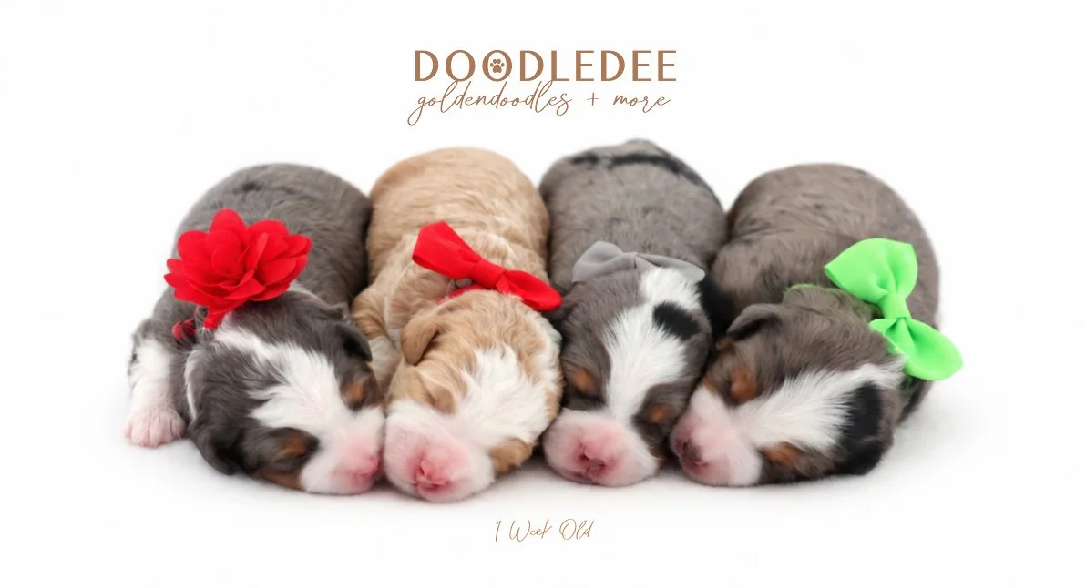Micro Mini Bernedoodle Puppies | Petite Bernedoodle Puppies