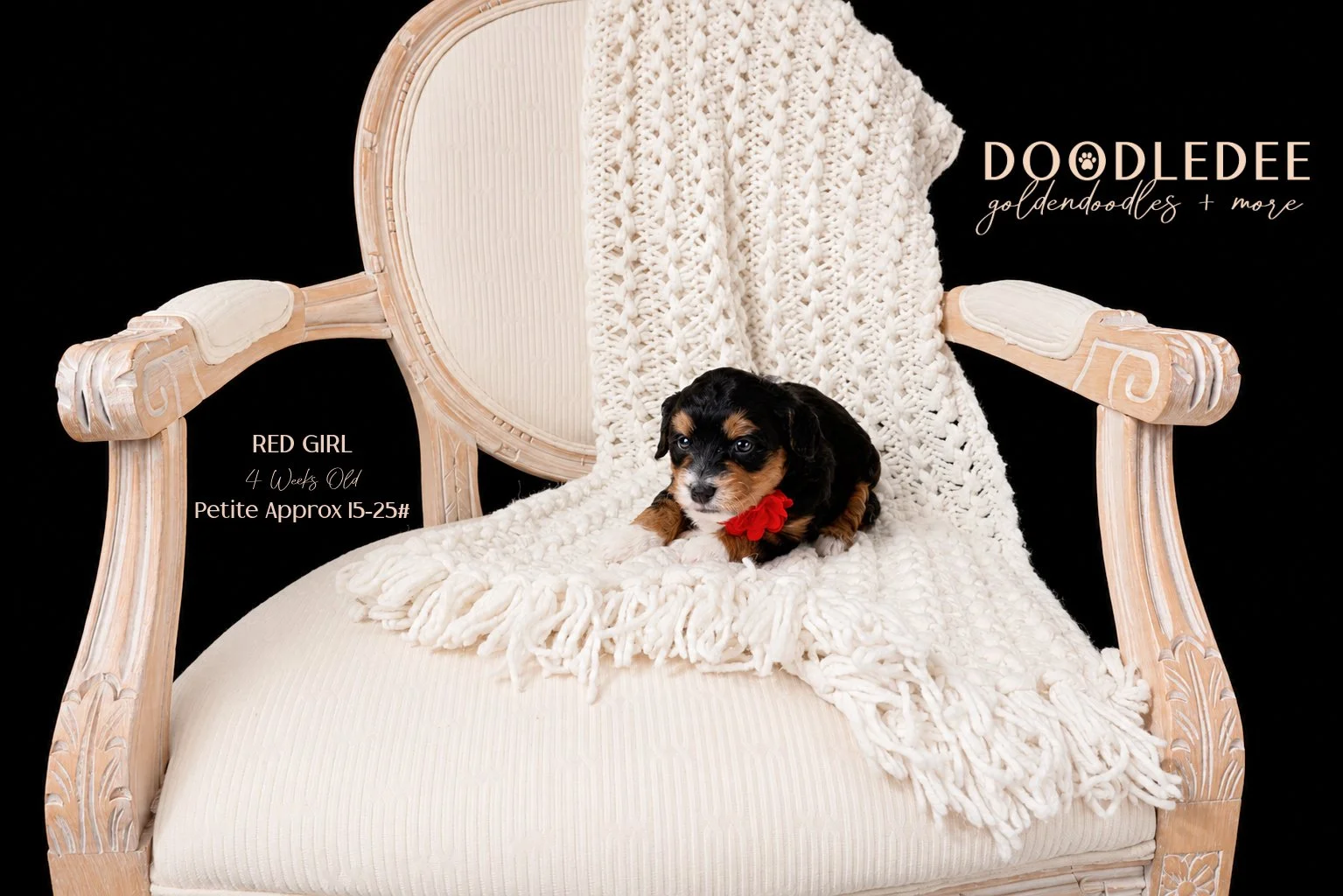 Petite Bernedoodle SOLD