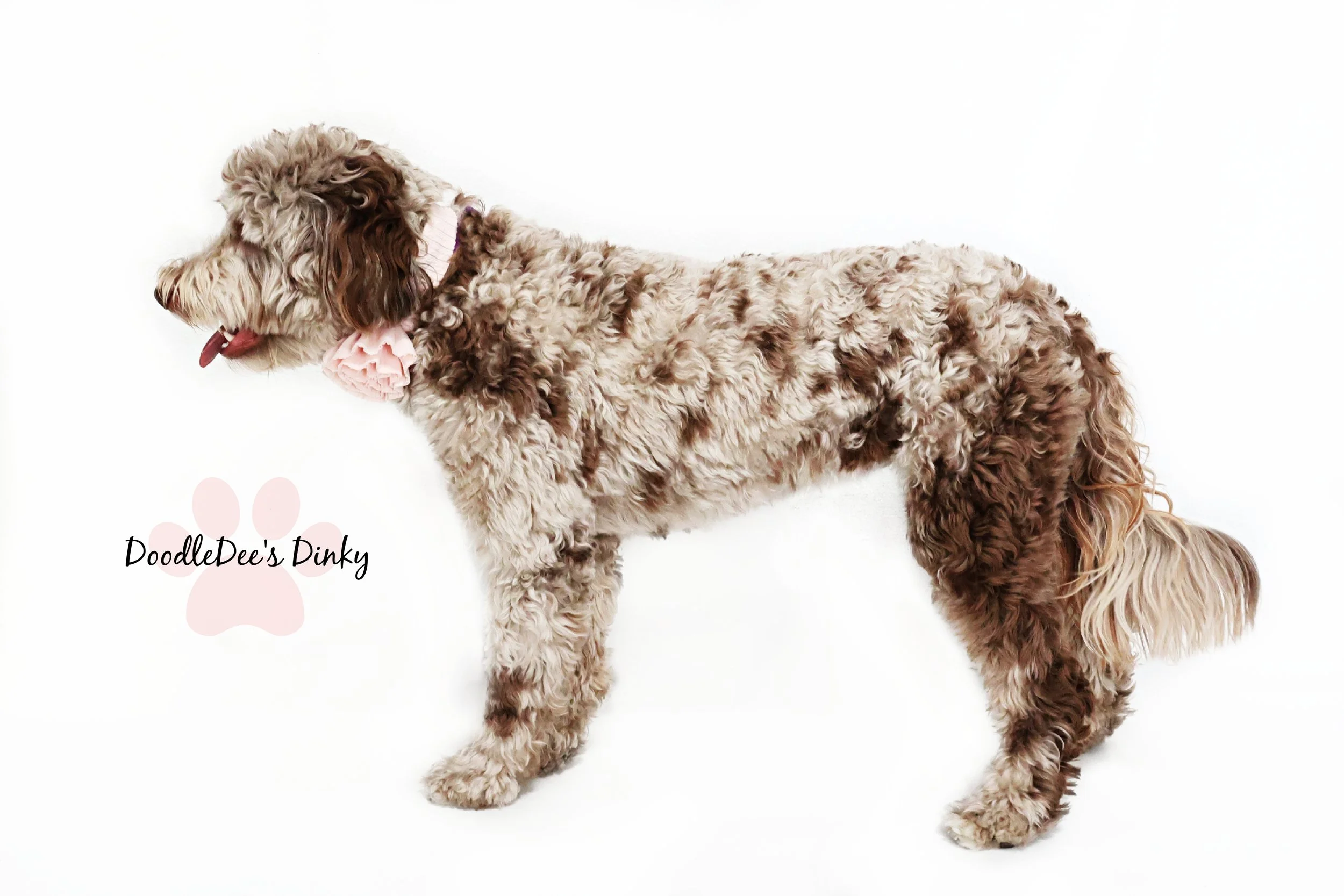 Chocolate Merle English Goldendoodle