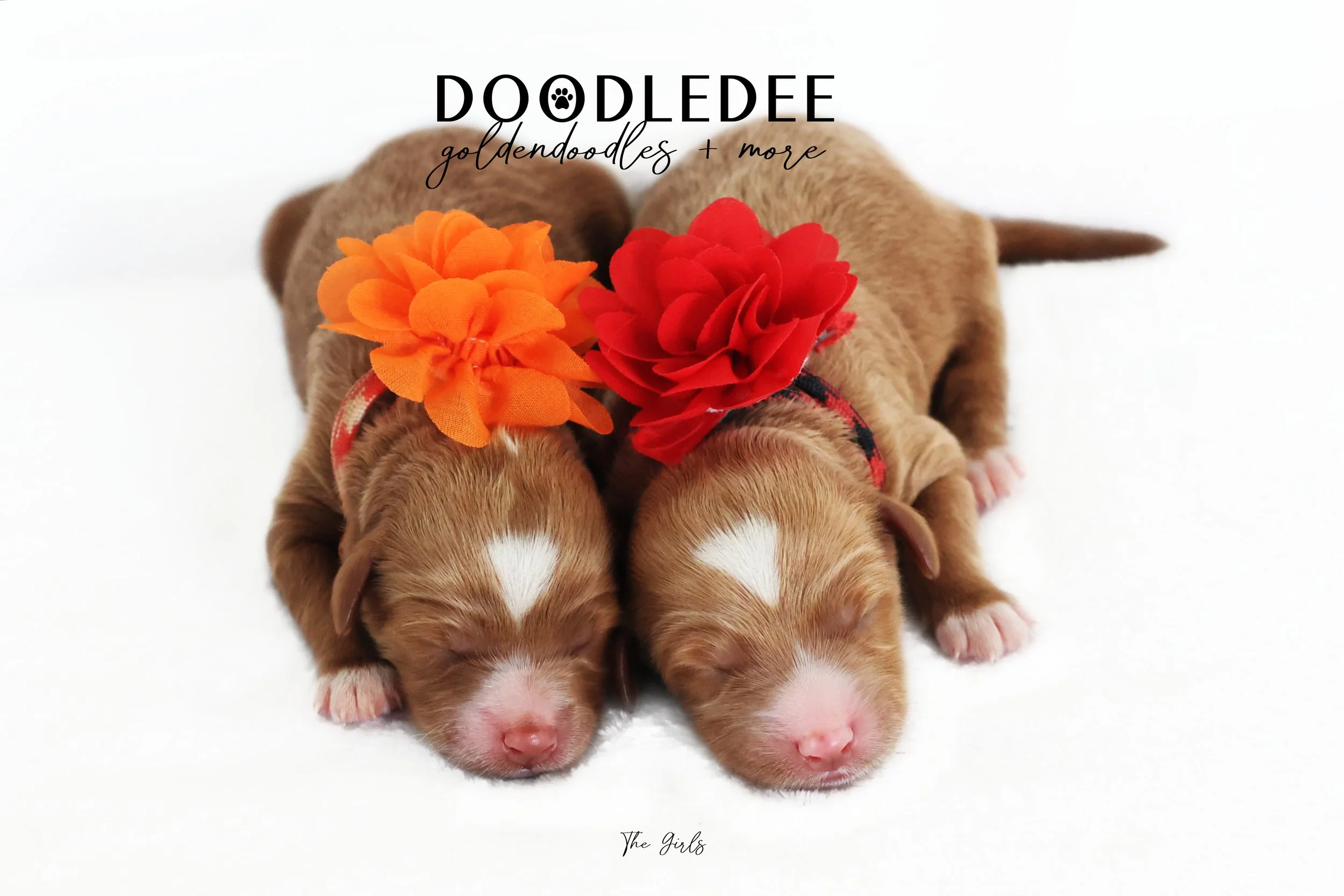 Petite English Goldendoodle