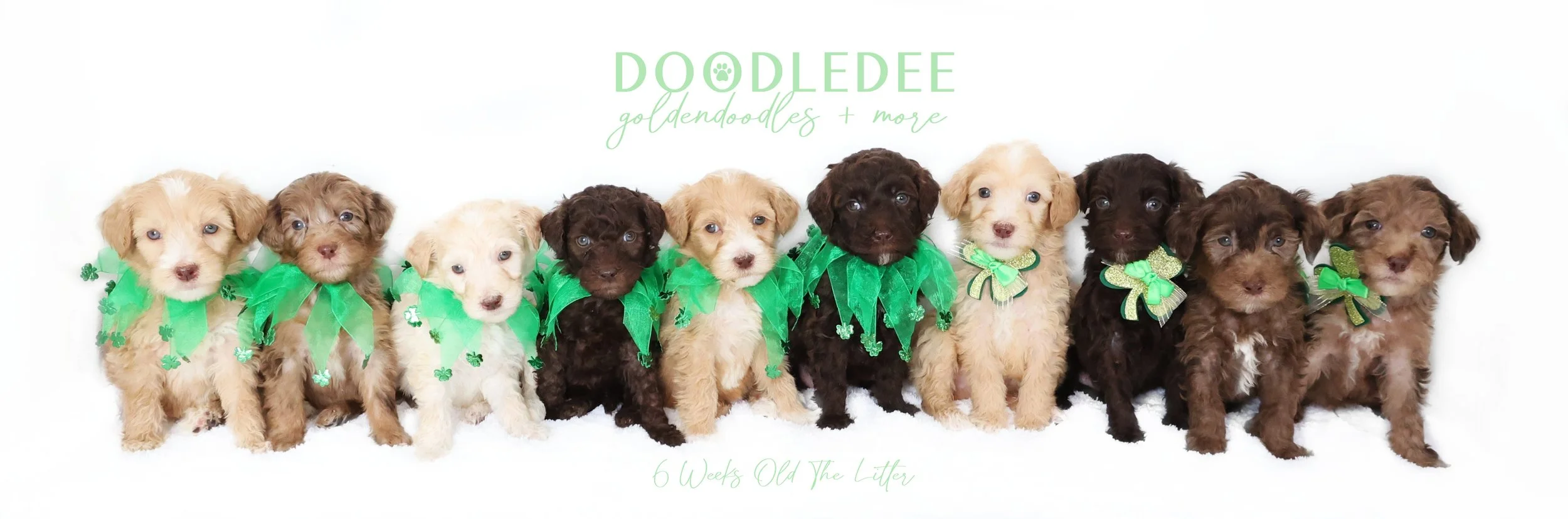 English Goldendoodle Puppies - Ginger