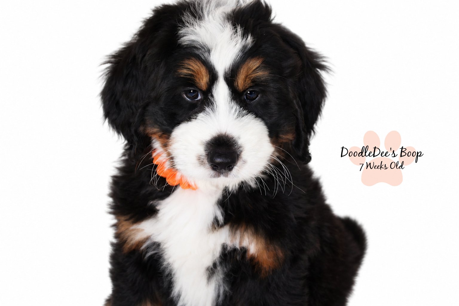 Medium Ultra Bernedoodle | Standard Ultra Bernedoodle 