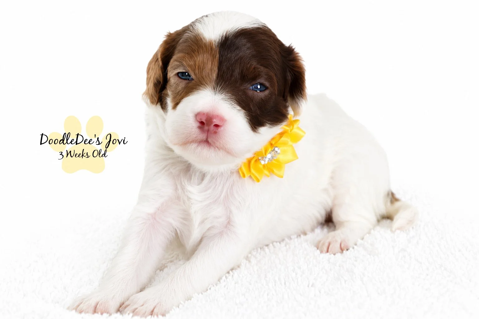 Micro Mini English Goldendoodles BREEDER HOLD