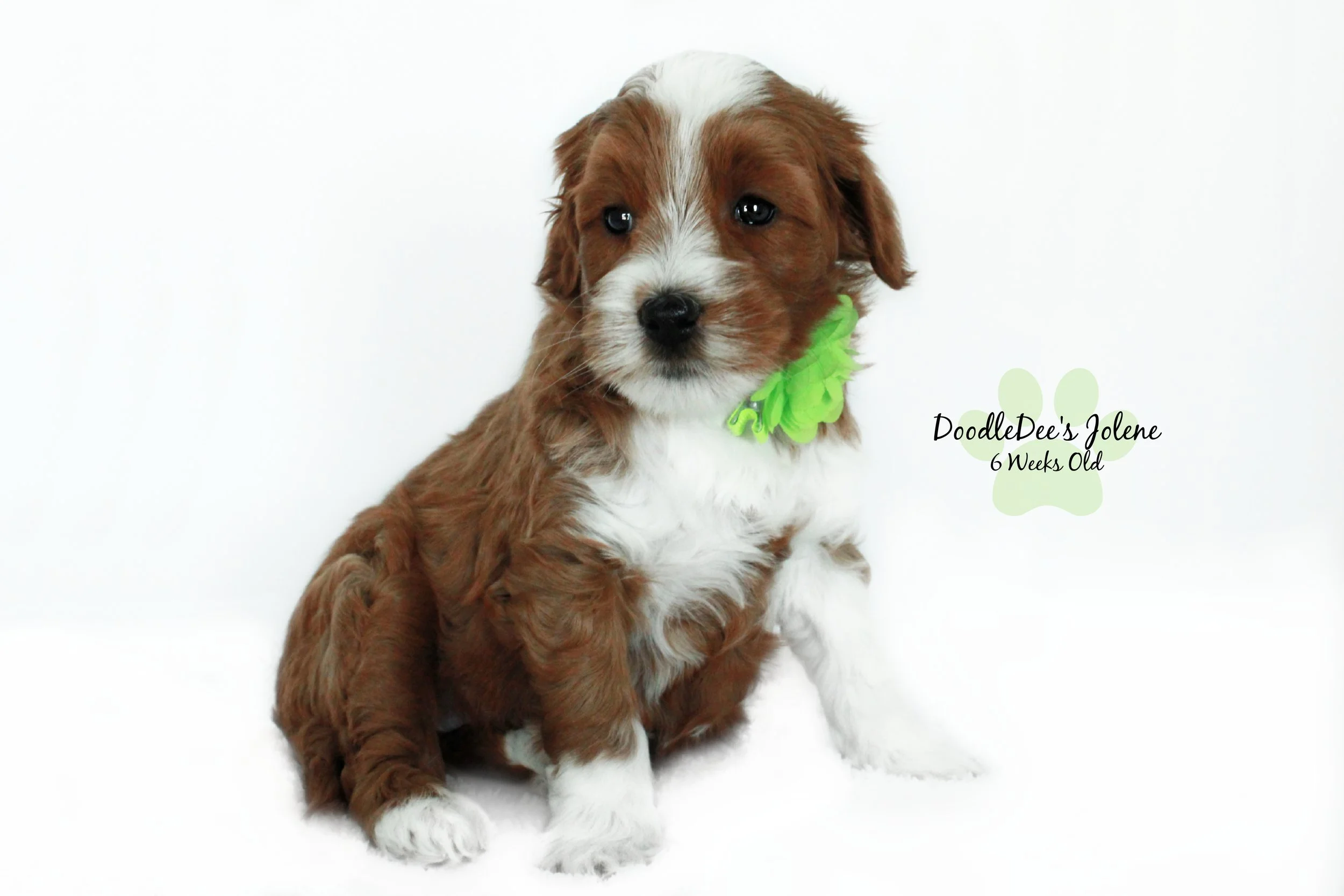 Petite English Goldendoodle