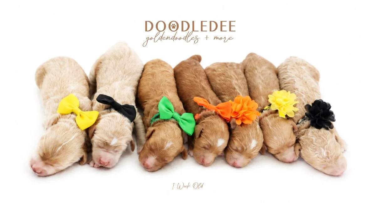 Mini English Goldendoodle Puppies | Medium English Goldendoodle Puppies