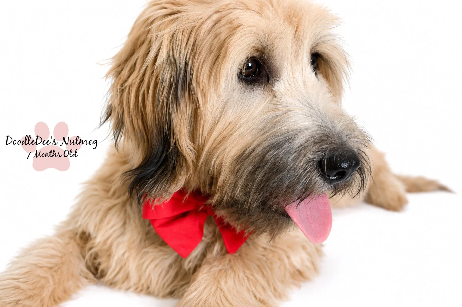 Petite Sable English Goldendoodle 23#