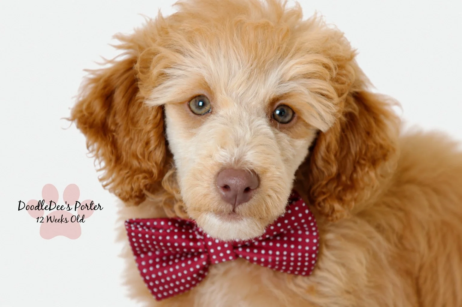 Mini Poodle Stud