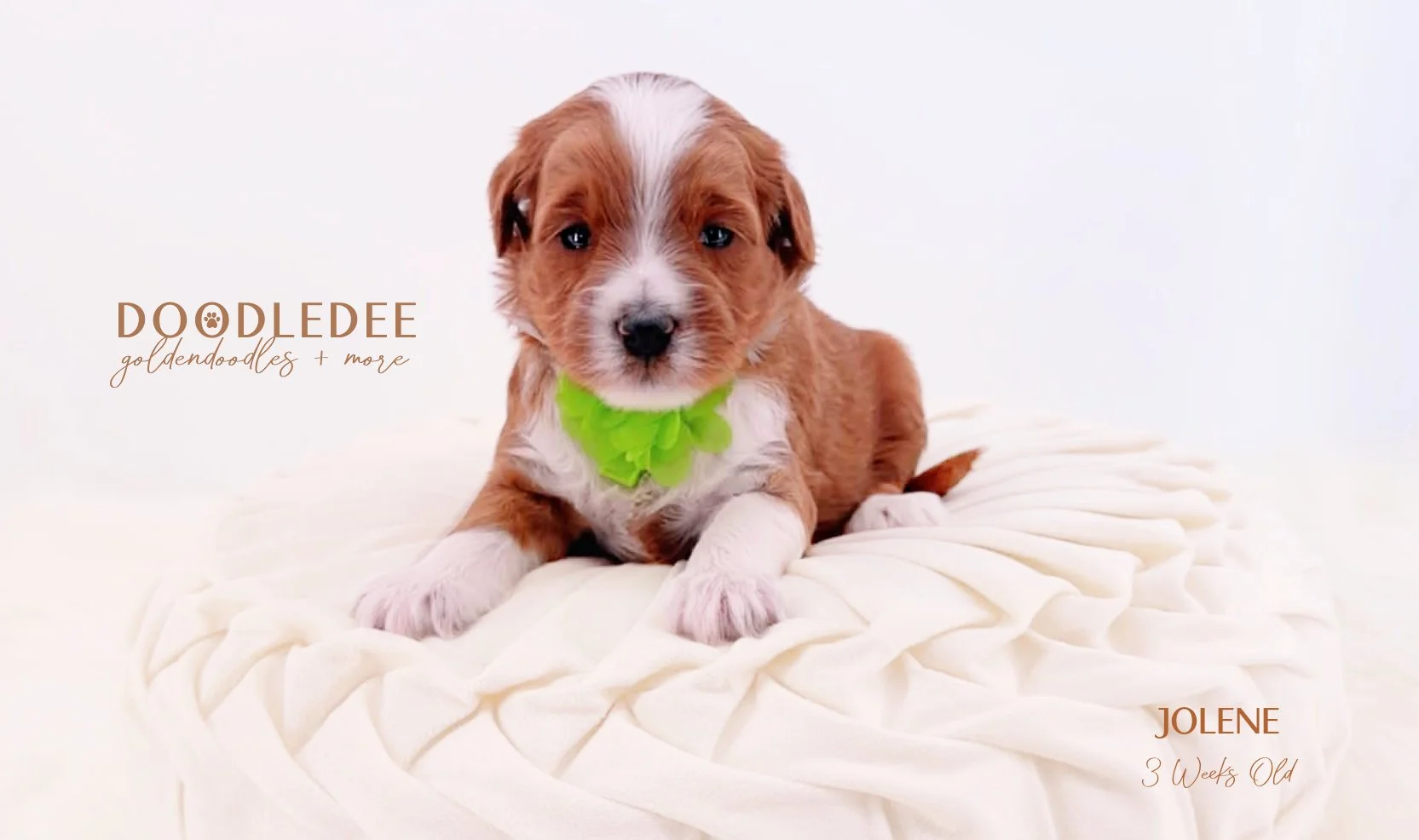 Petite English Goldendoodle