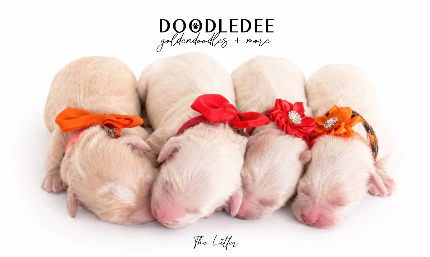 Mini Englsih Goldendoodles
