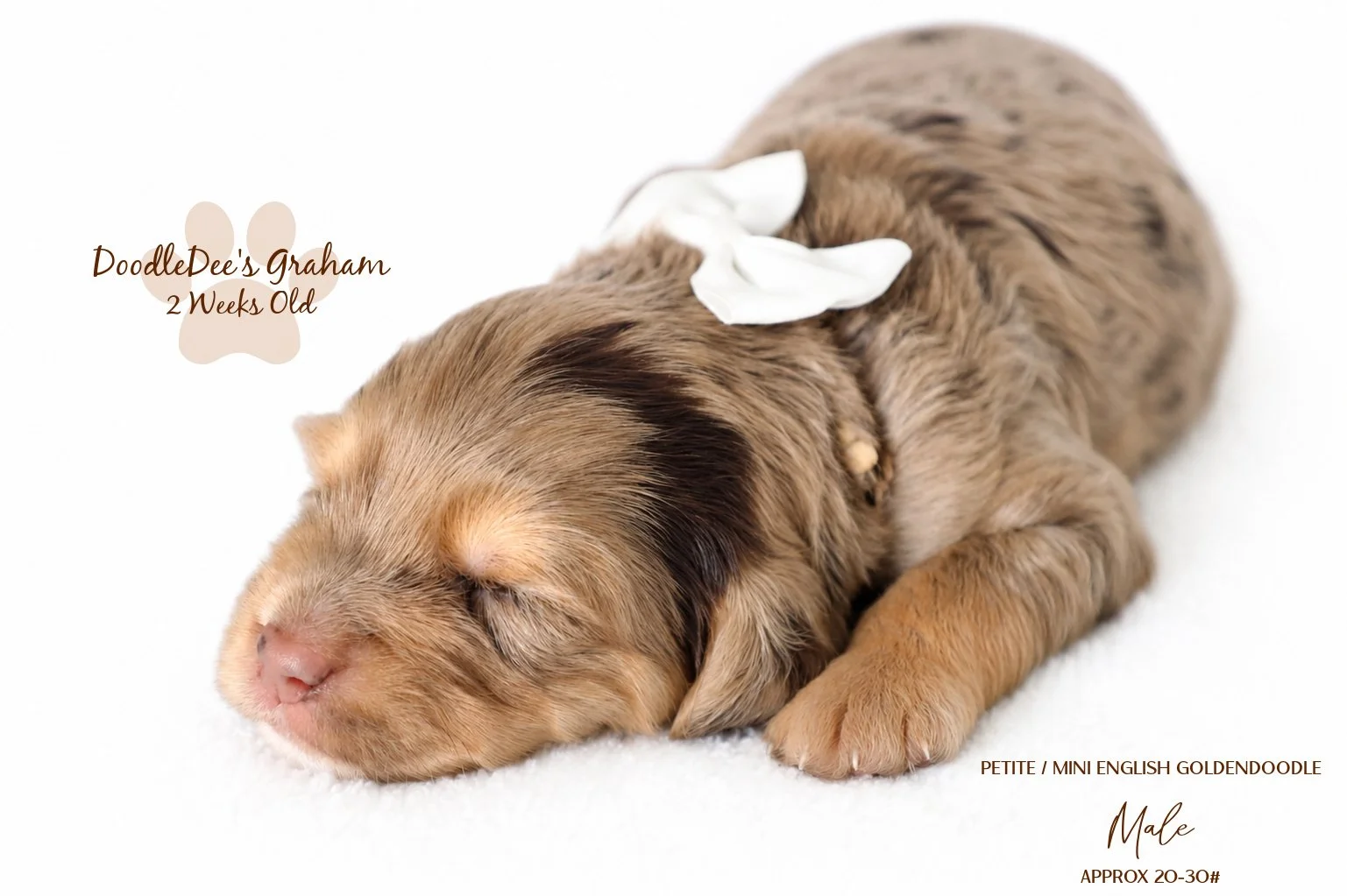 Petite Chocolate Phantom Merle Goldendoodle