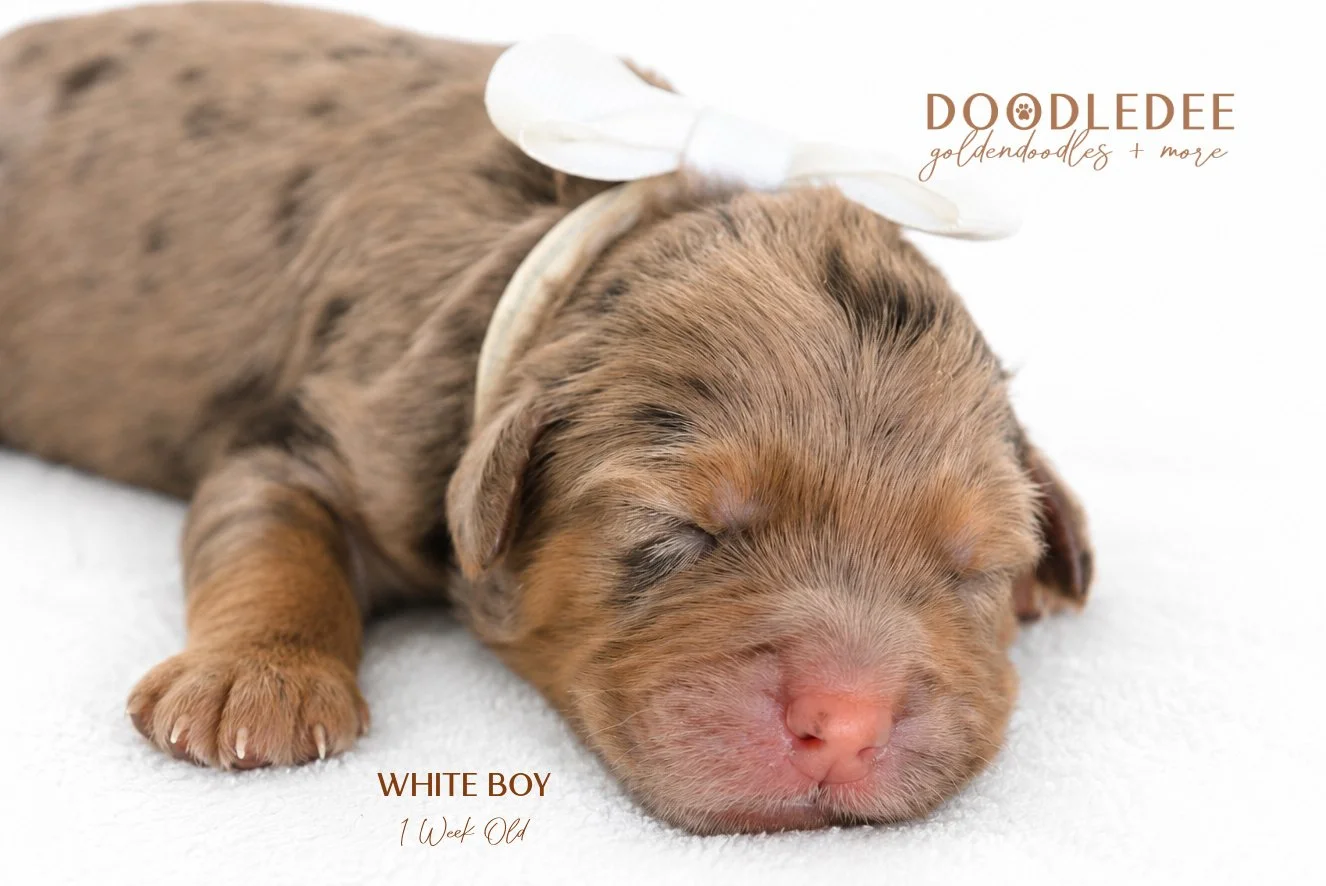Petite / Mini English Goldendoodle Male- GUARDIAN OPPORTUNITY