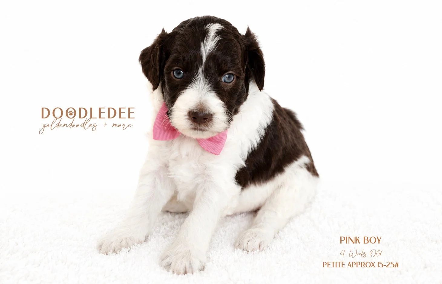 Petite English Goldendoodle Male SOLD