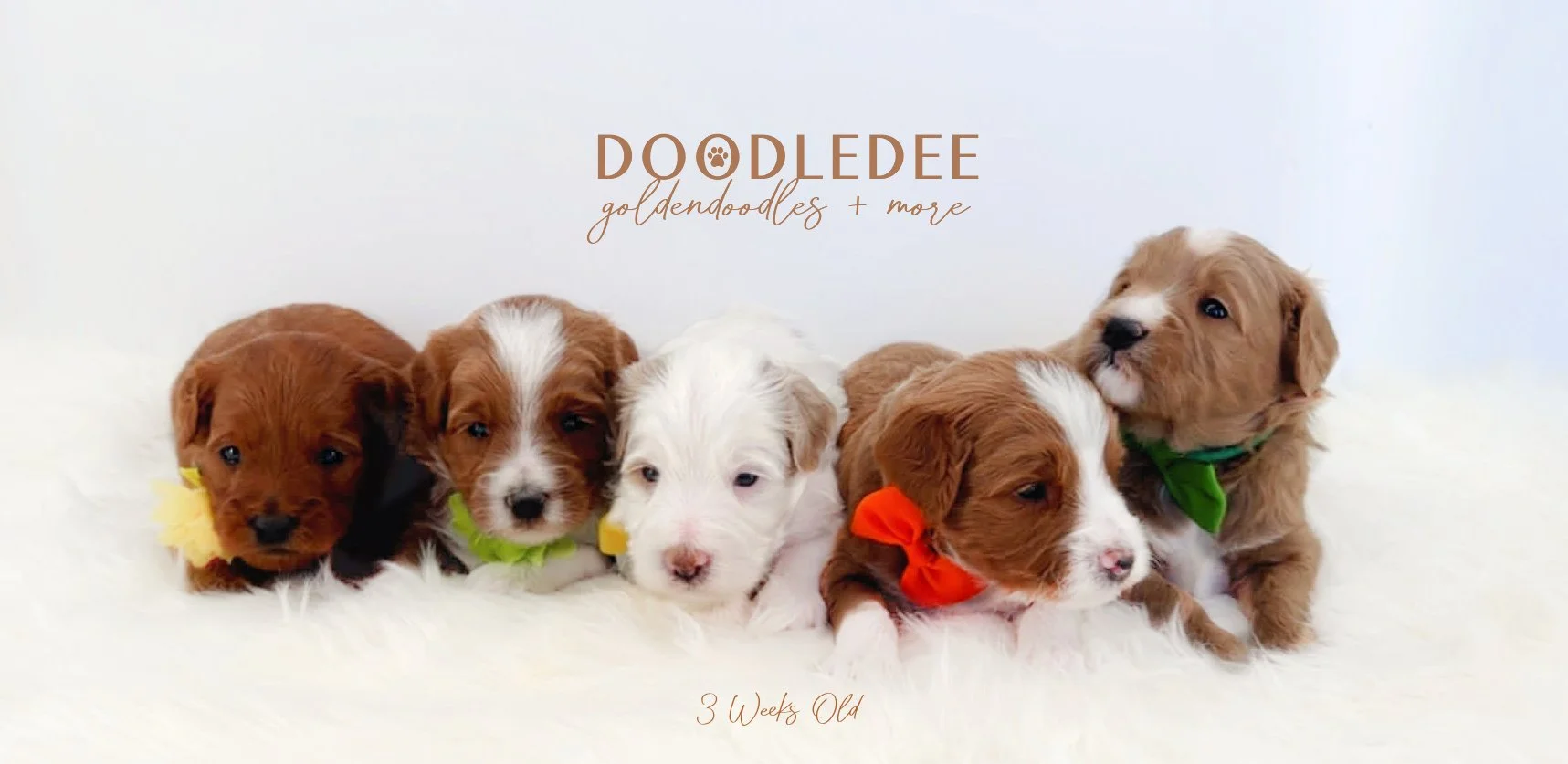 English Goldendoodle Puppies