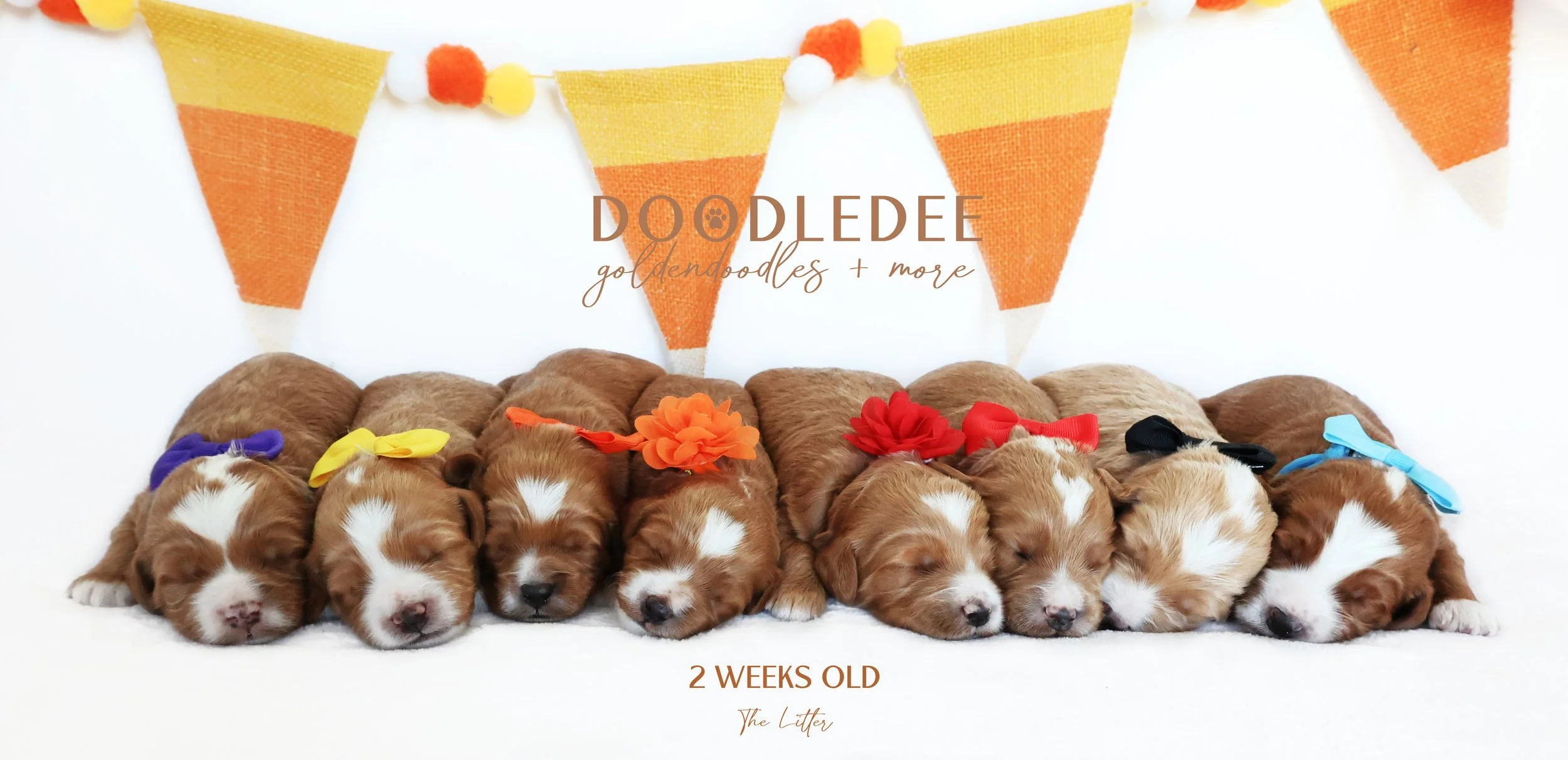 Mini English Goldendoodle Puppies