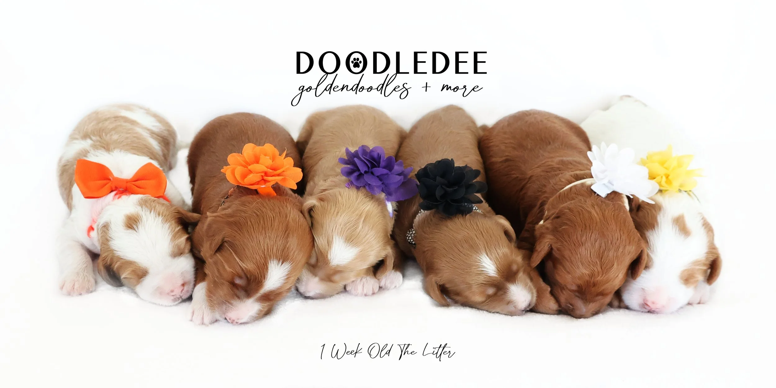 Mini English Goldendoodle Puppies