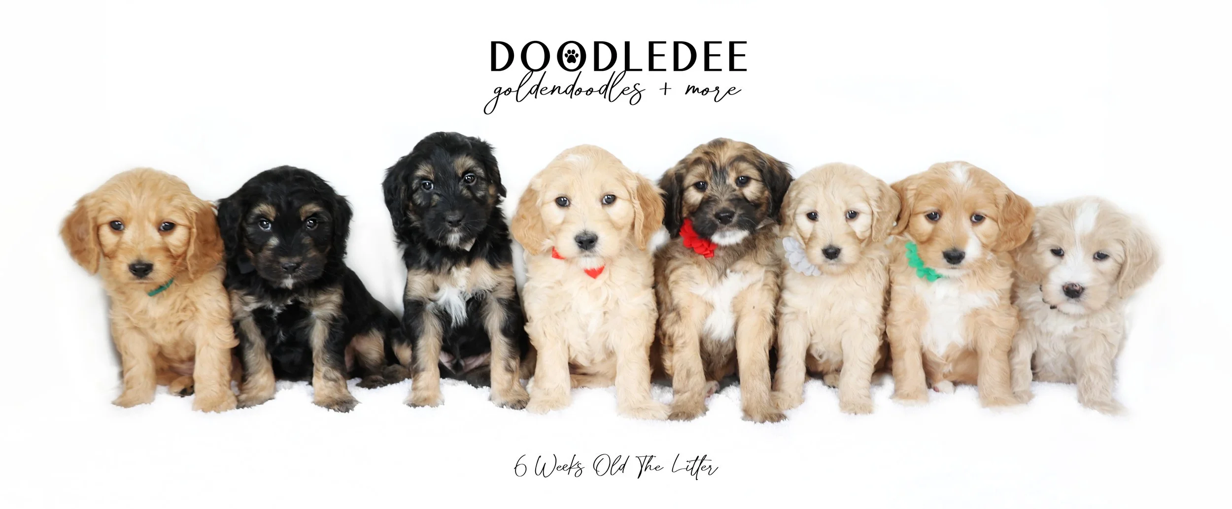 Jingles PAST Puppies