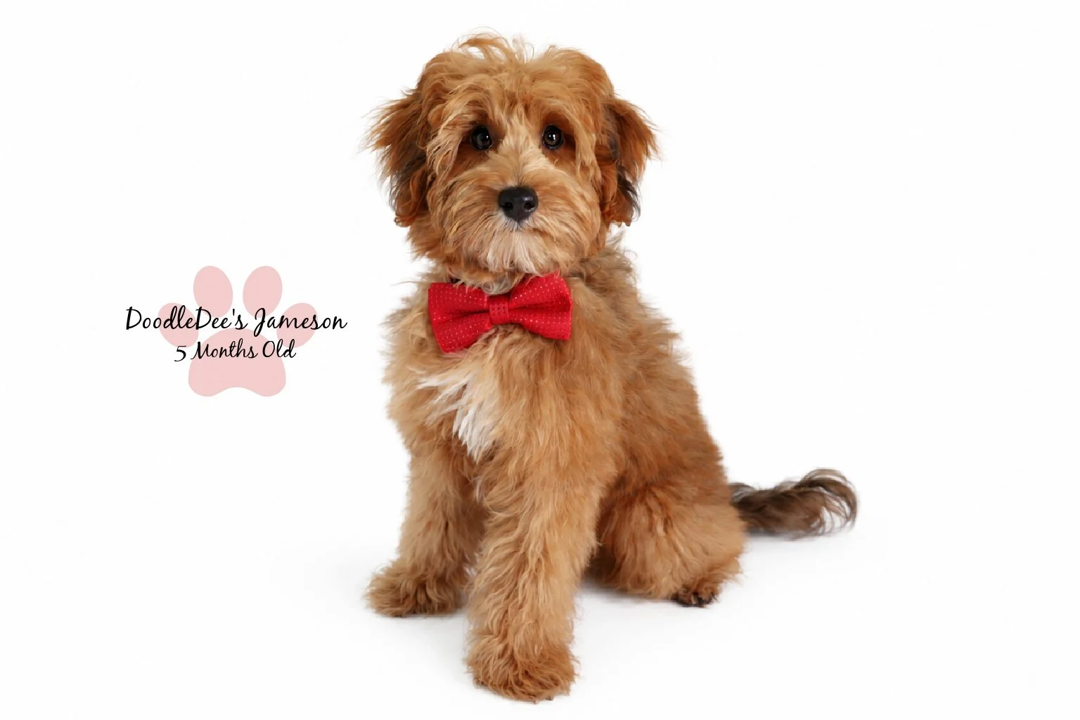 Micro Mini Sable English Goldendoodle