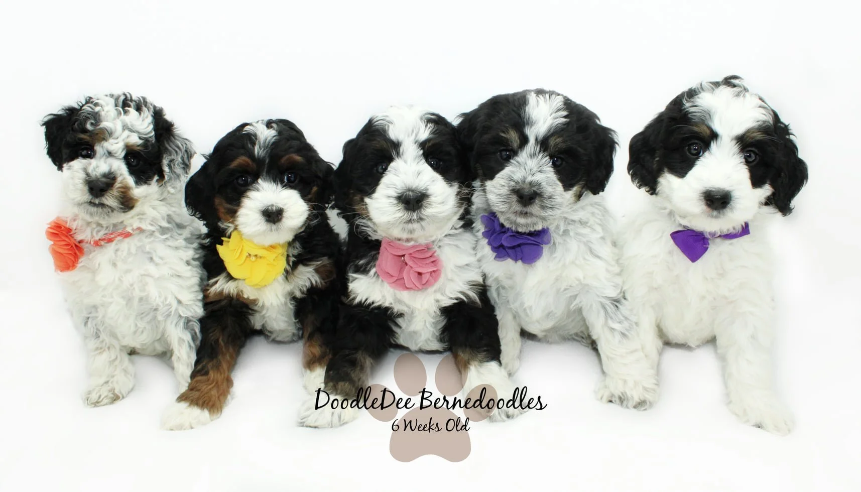 Bentley PAST Bernedoodle Puppies