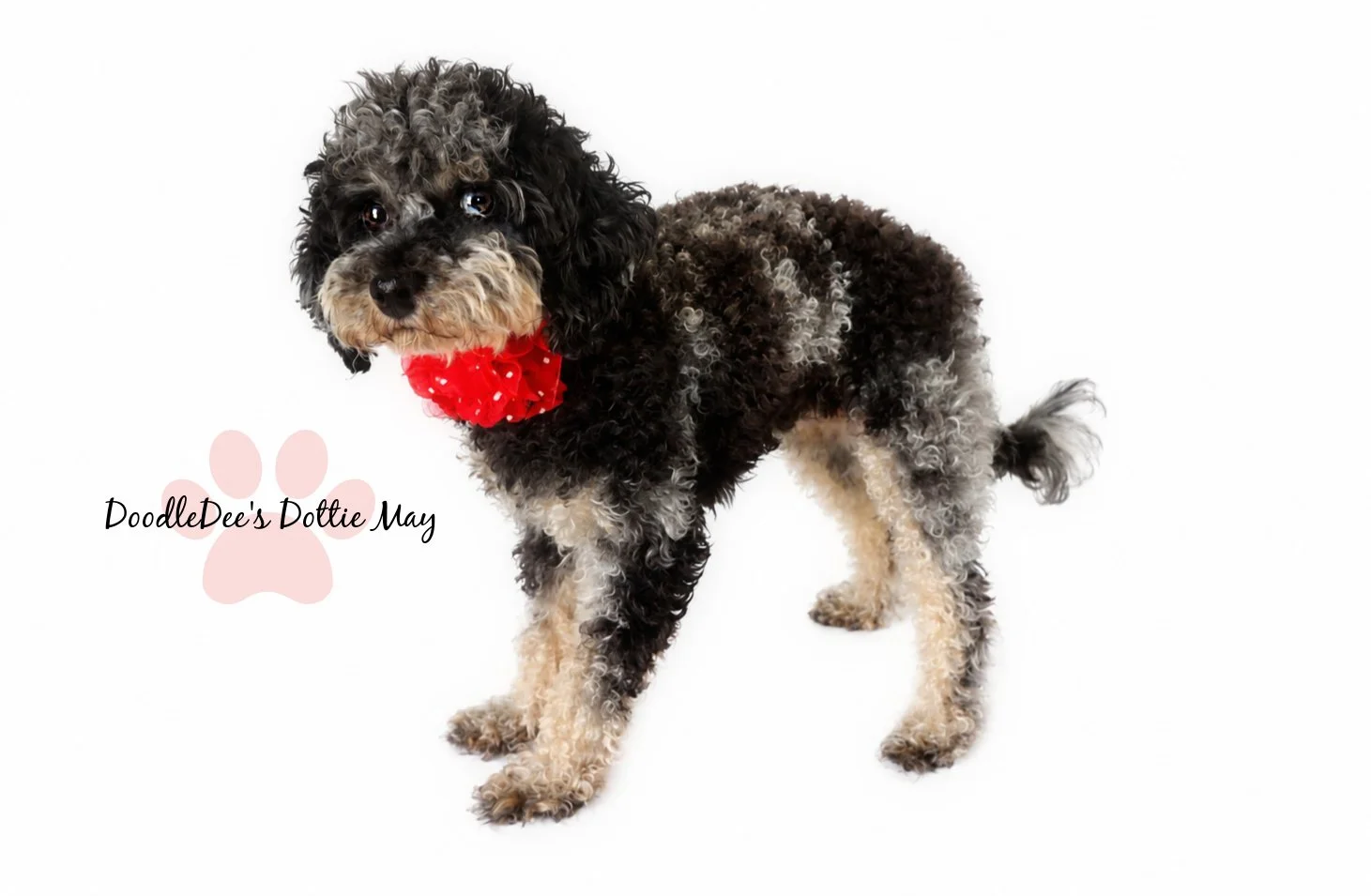 Phantom Merle Toy Poodle