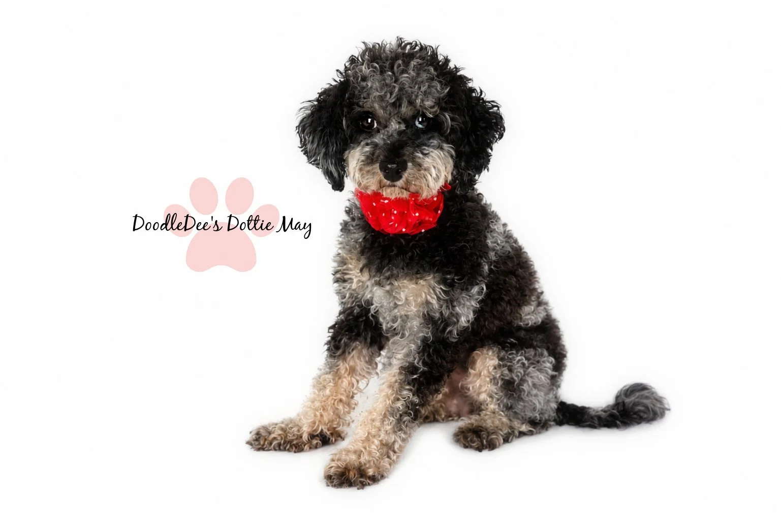 Phantom Merle Toy Poodle