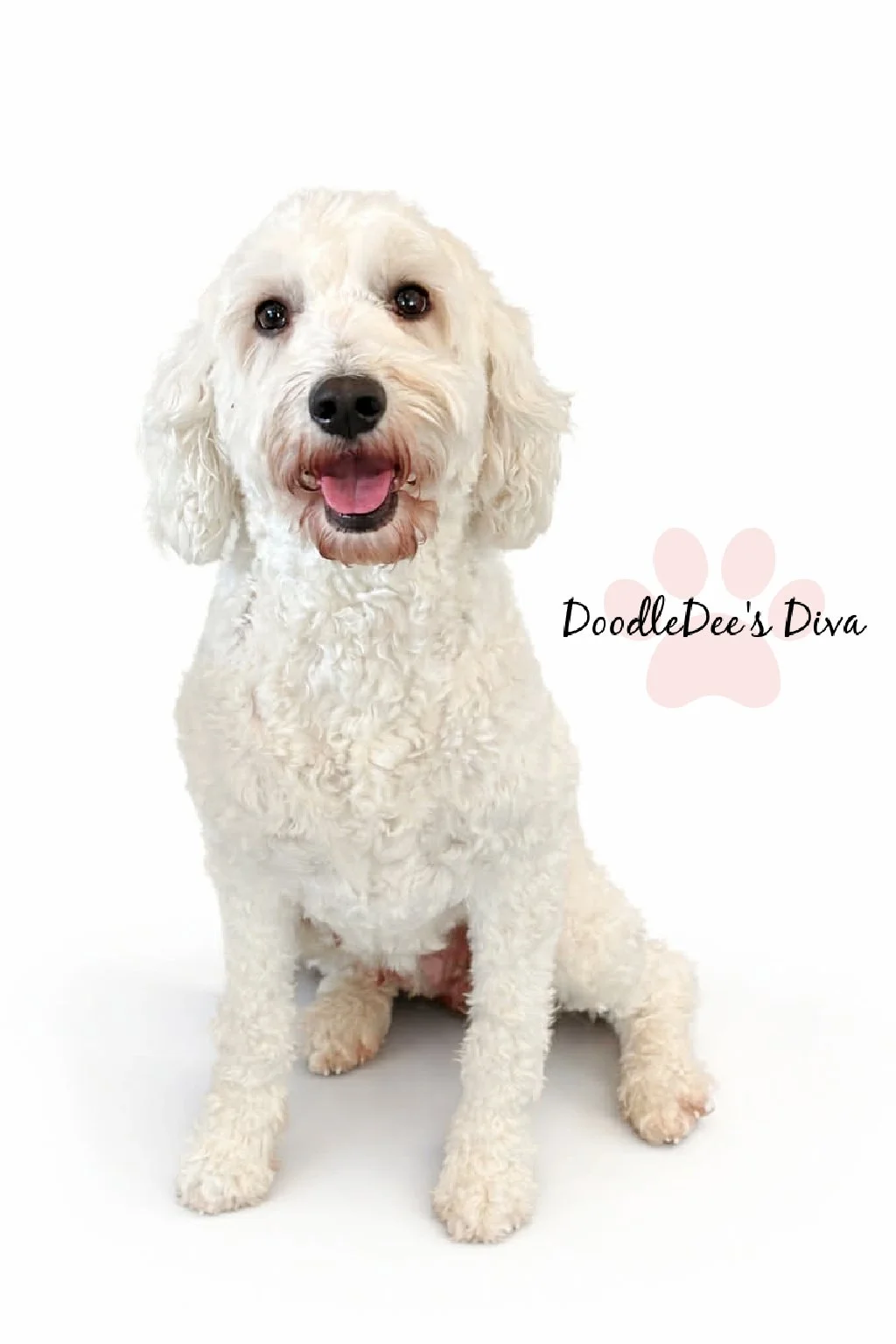 Mini English Goldendoodle