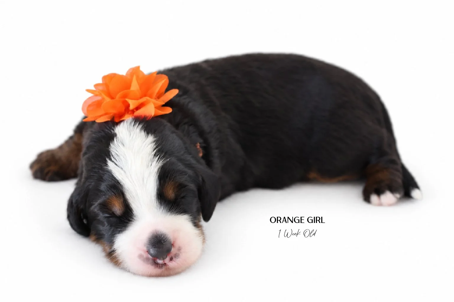 Medium Ultra Bernedoodle | Standard Ultra Bernedoodle 