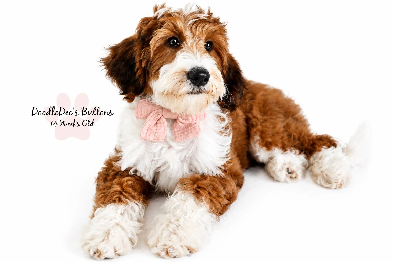 Sable Bernedoodle- Buttons 14 Weeks Old 
15 Lbs