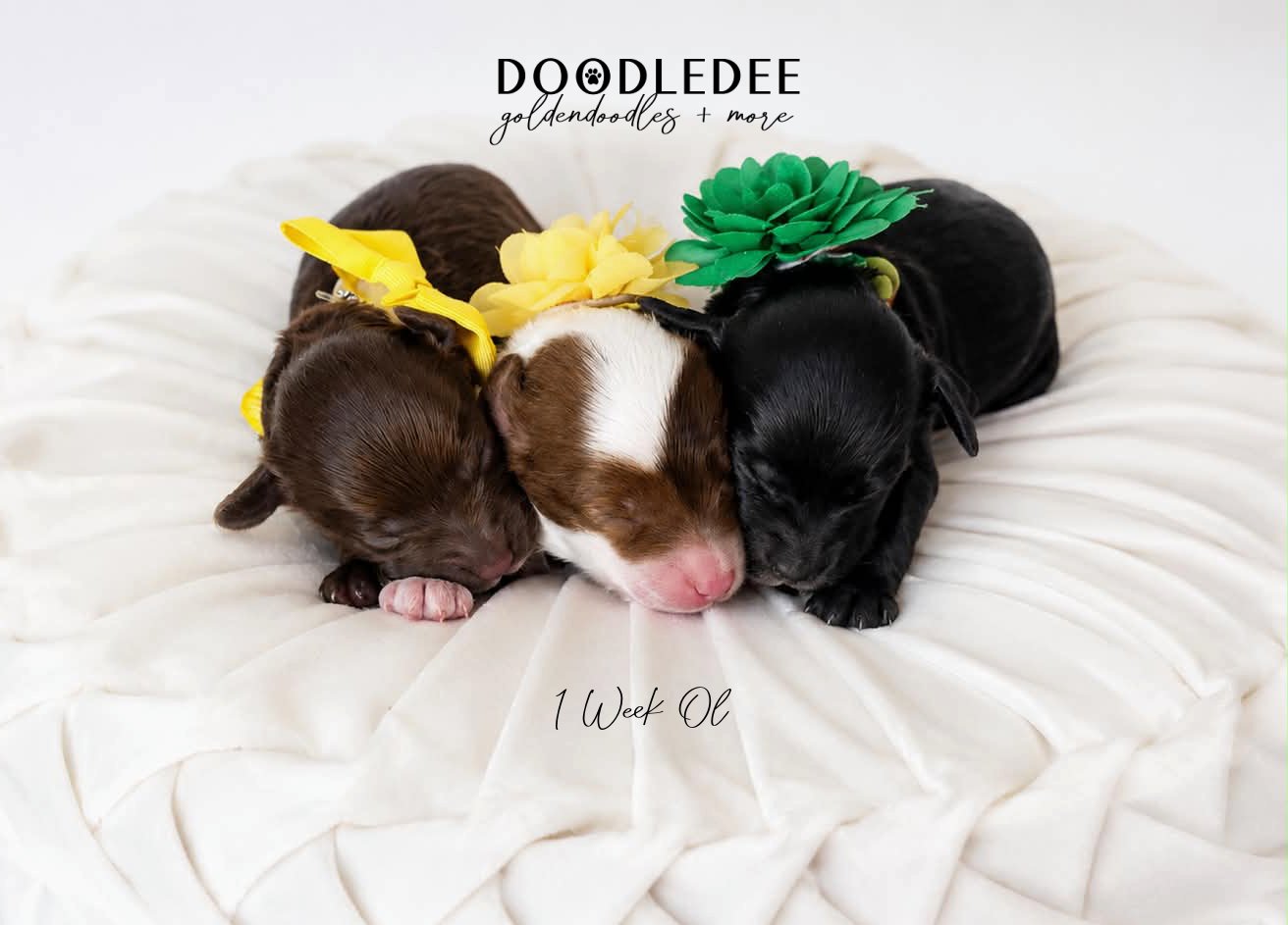 Micro Mini English Goldendoodles