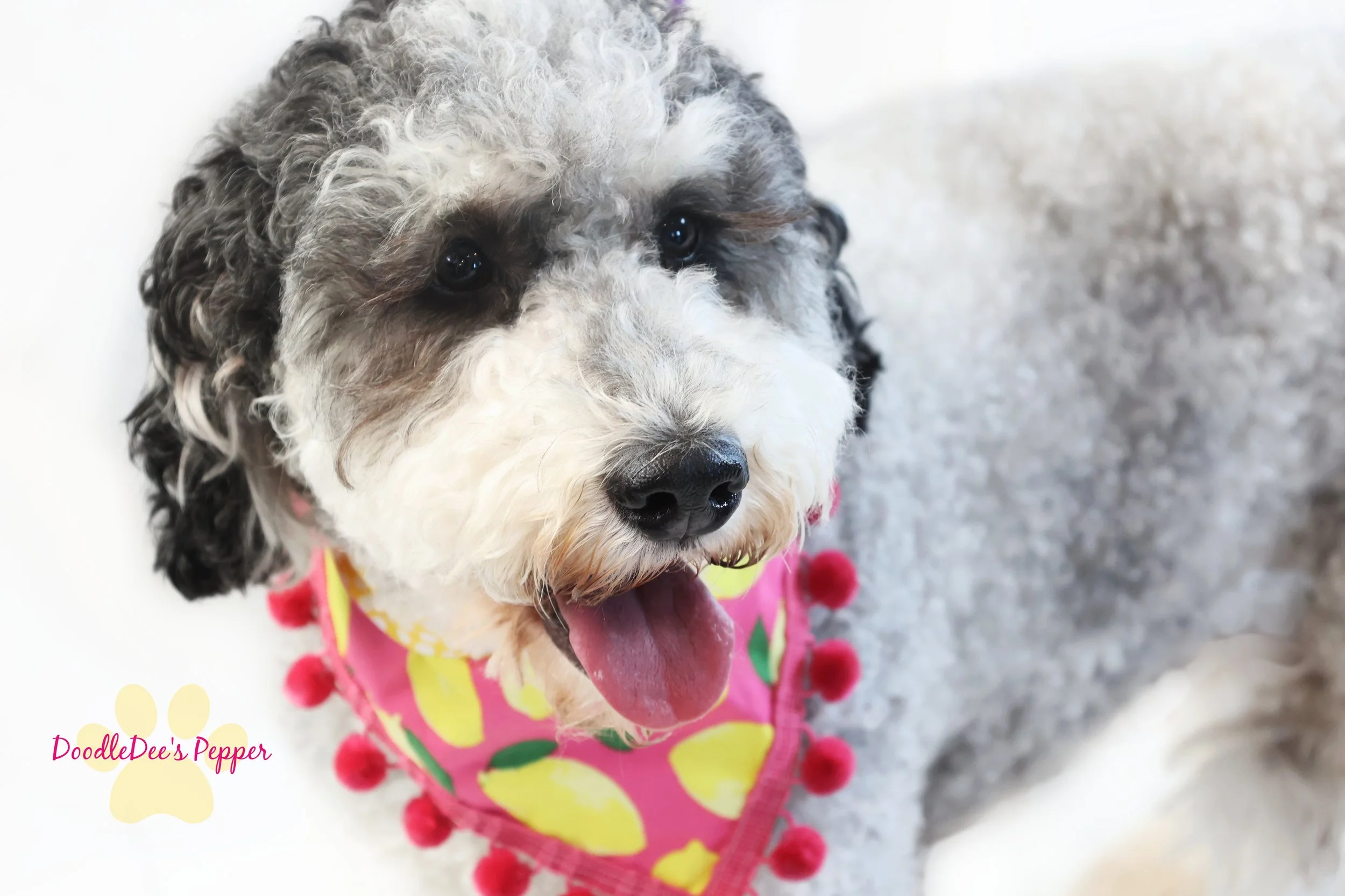 Pepper- Mini Bernedoodle