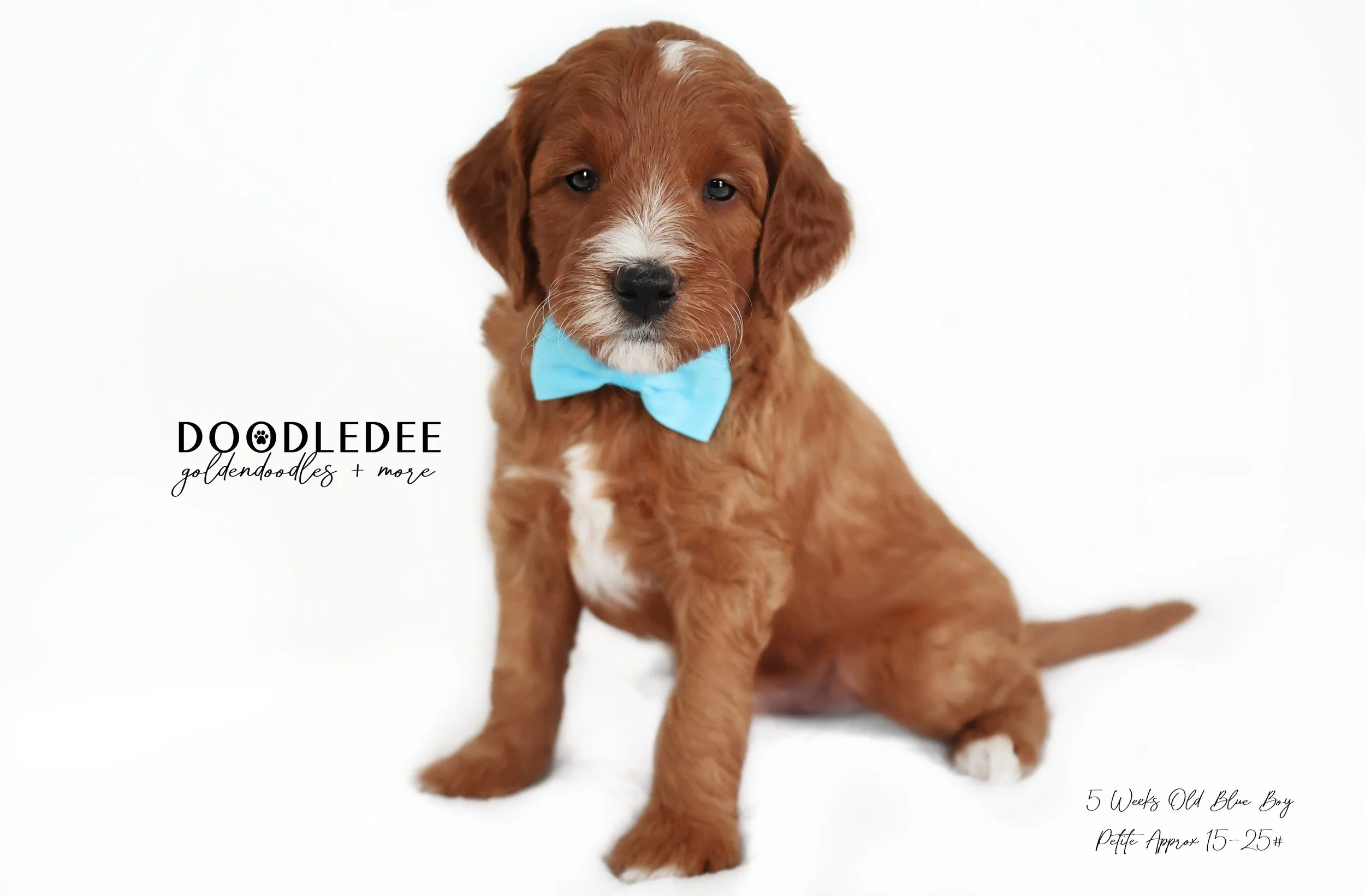 Petite English Goldendoodle $3,000