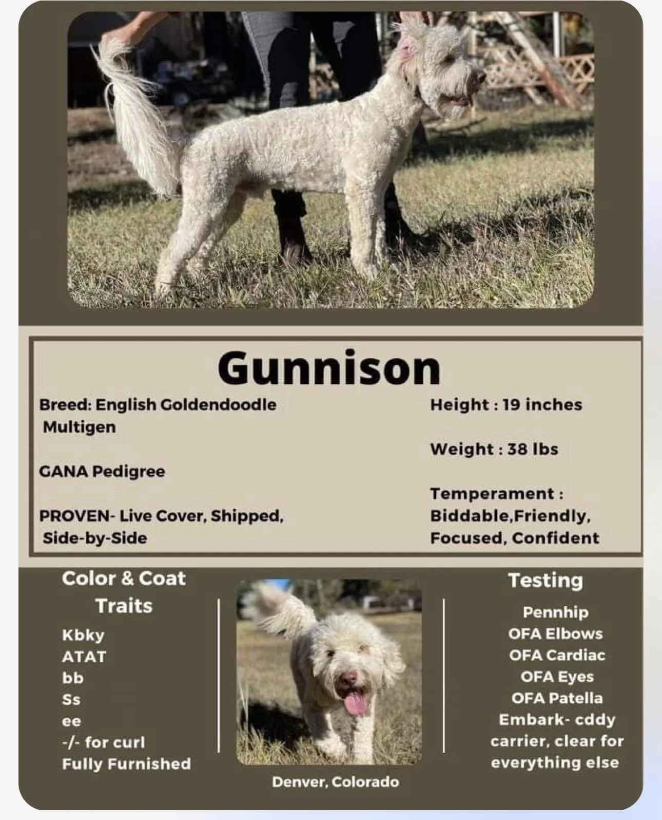 Derby Sire- Gunnison