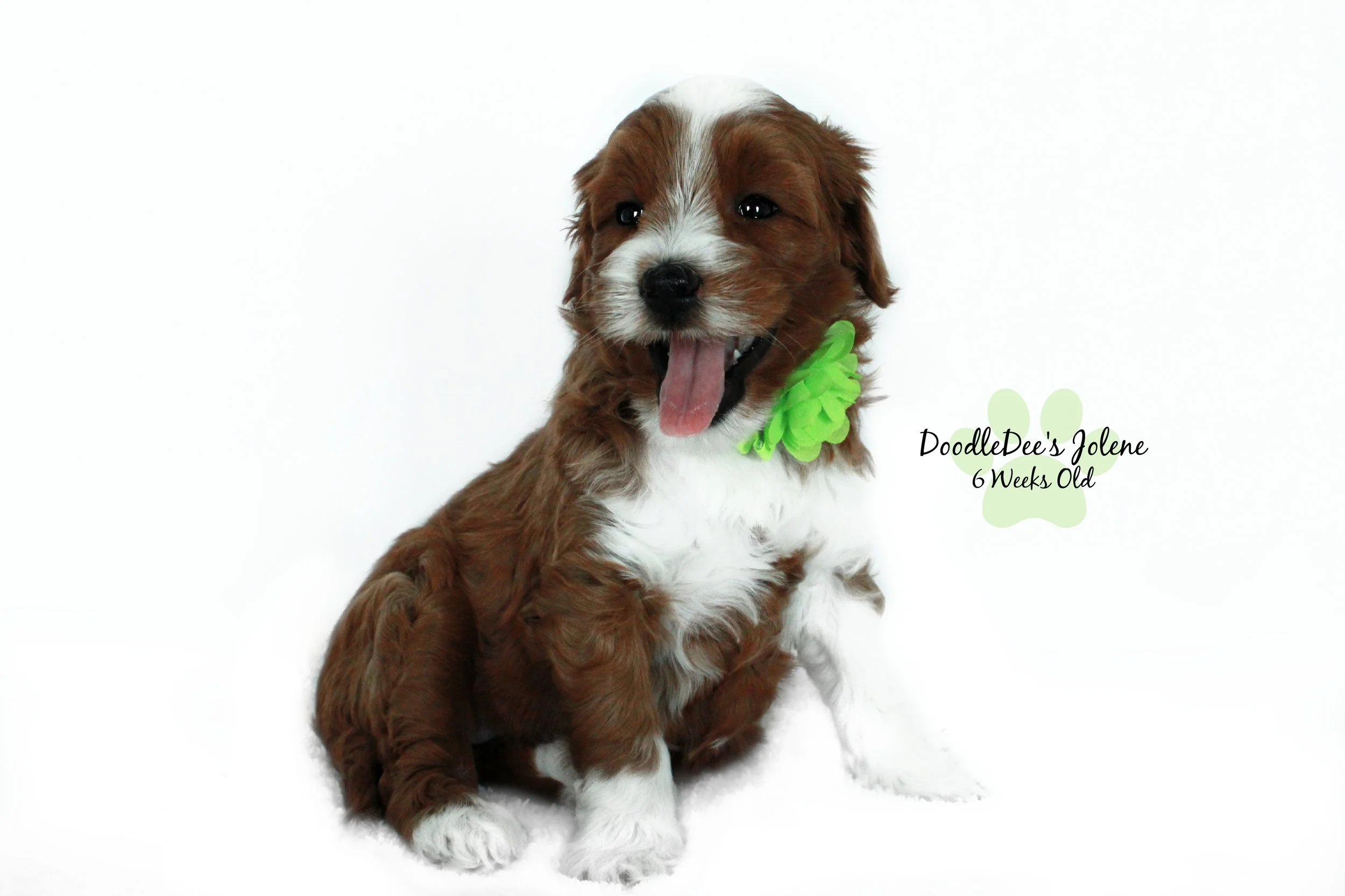 Petite English Goldendoodle