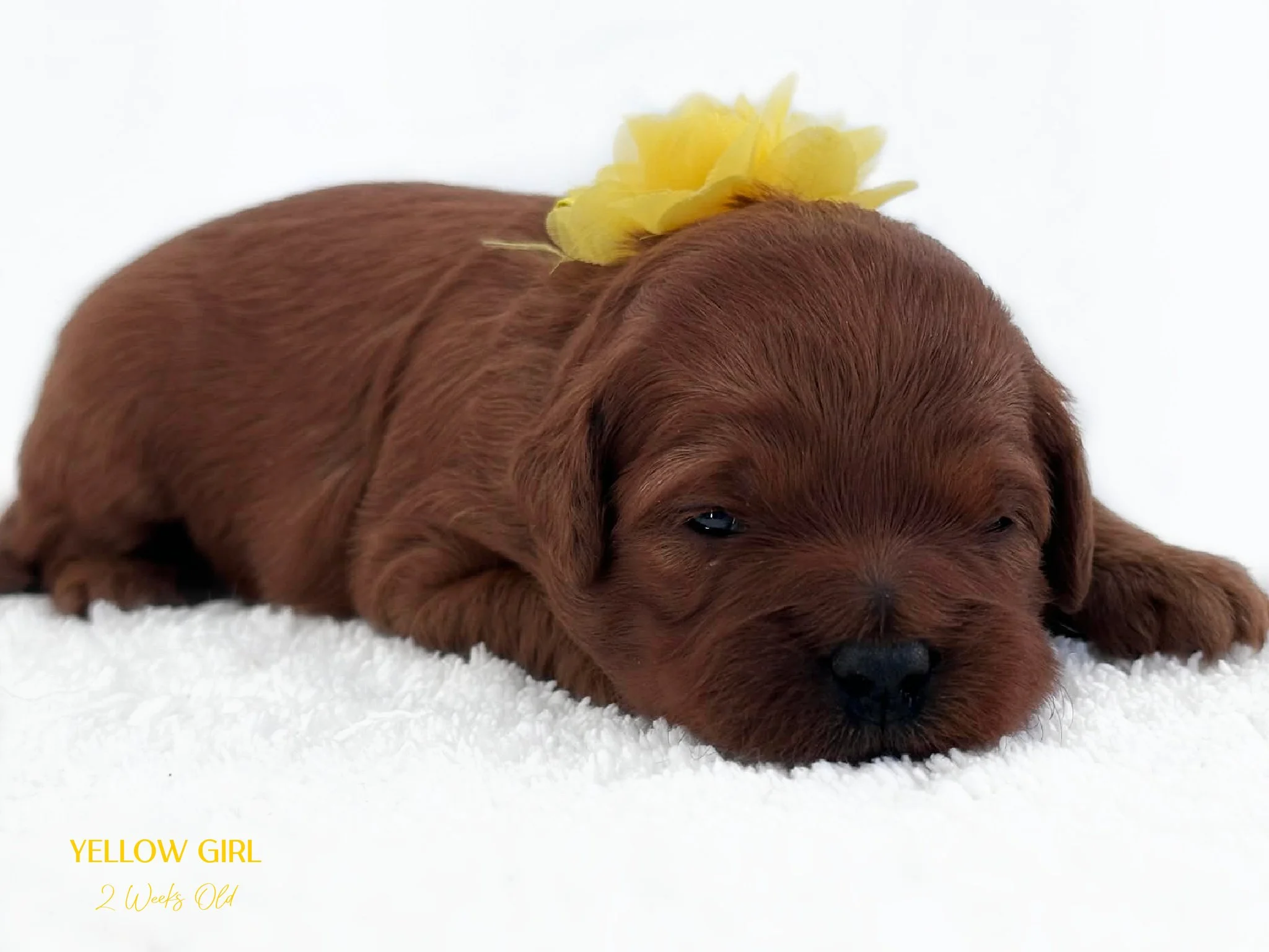 English Goldendoodle Puppies