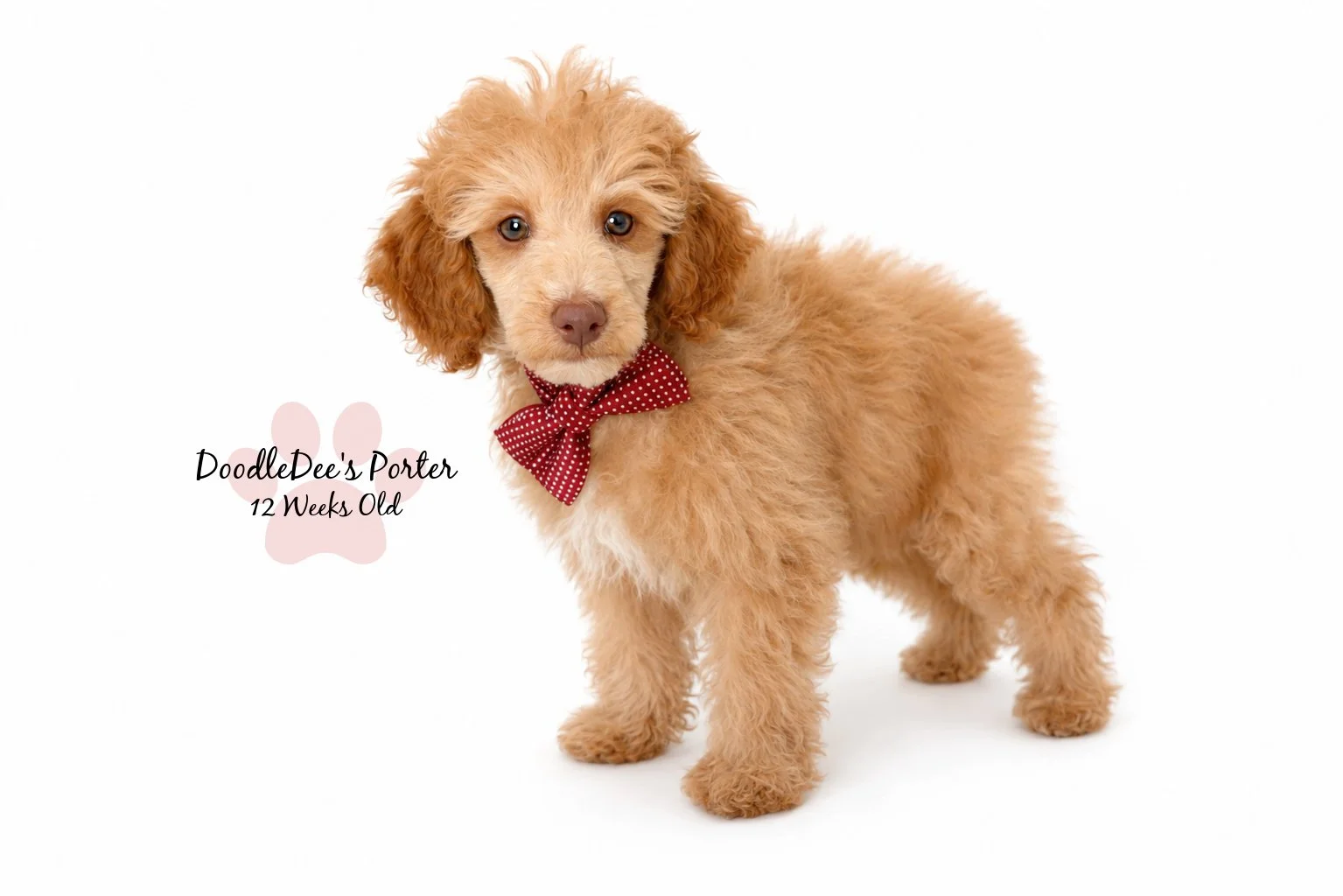 Mini Poodle Stud
