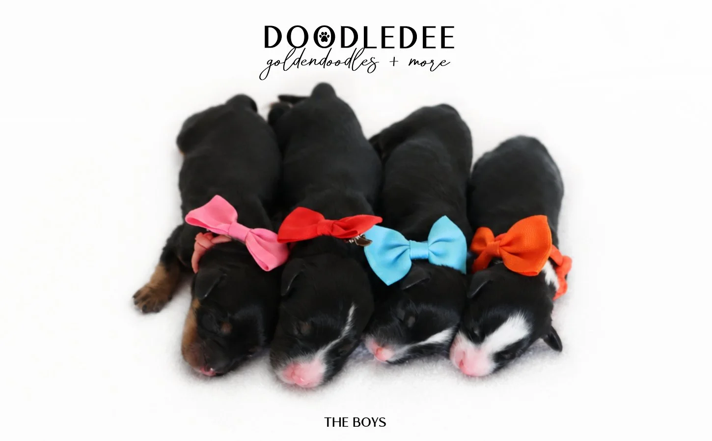 Mini Bernedoodle | Medium Bernedoodle | Standard Bernedoodle