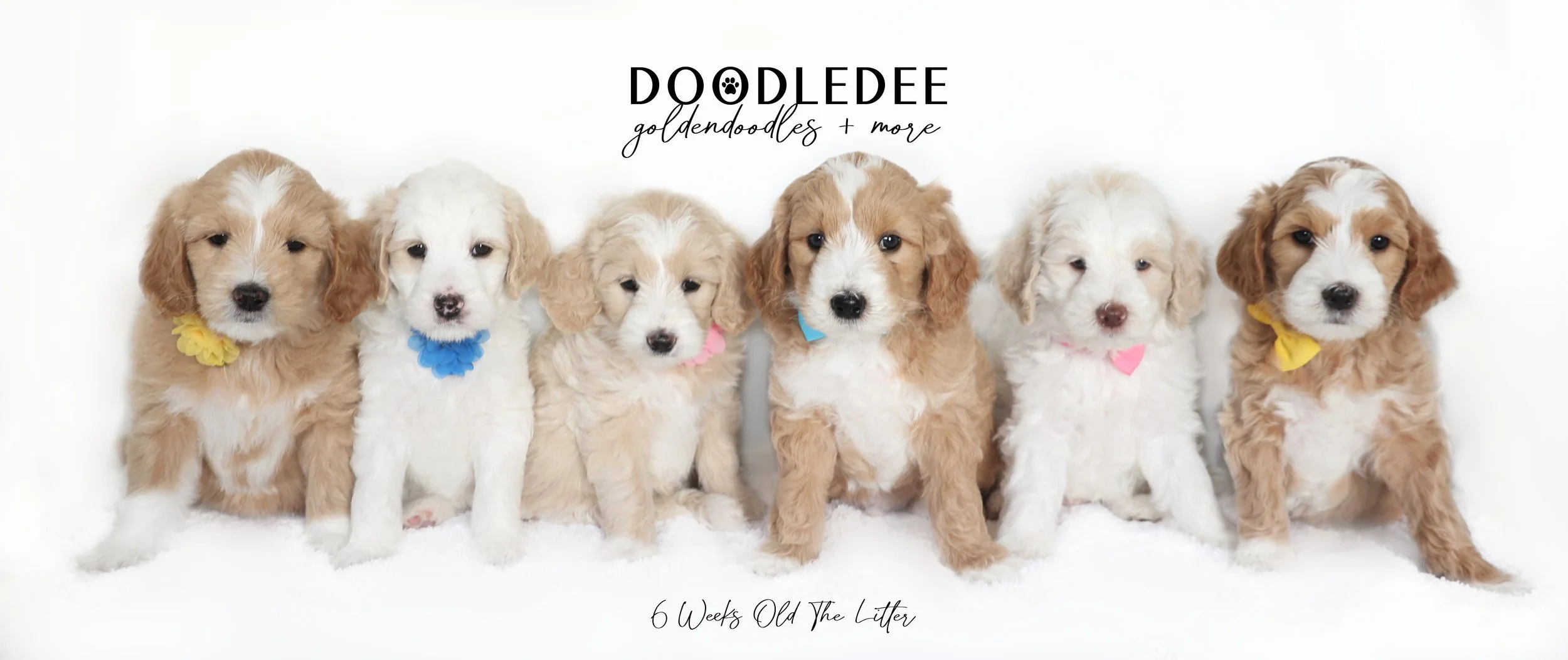 Gidget PAST Puppies