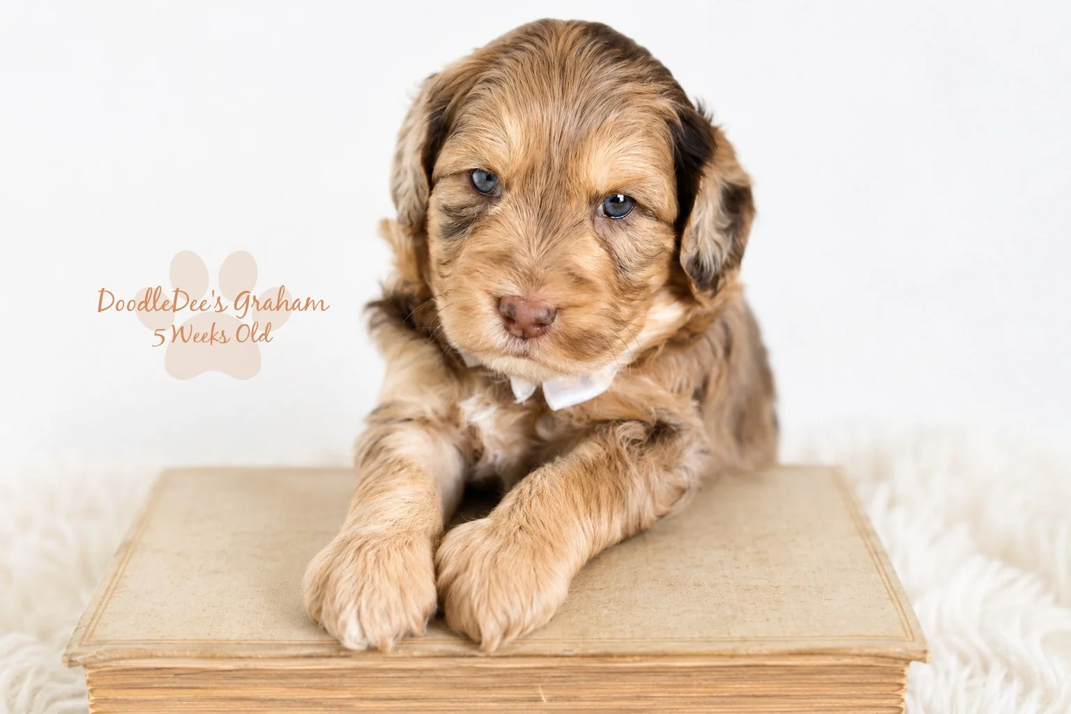 Mini Chocolate Phantom Merle English Goldendoodle